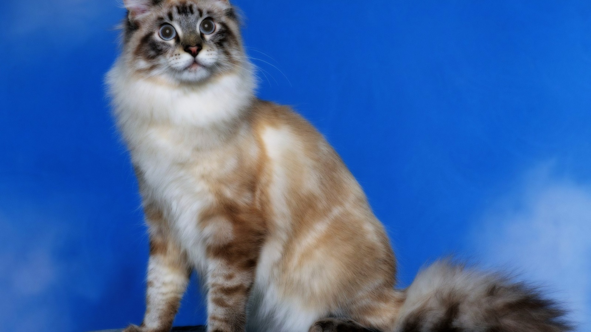 Кошка с пушистым хвостом