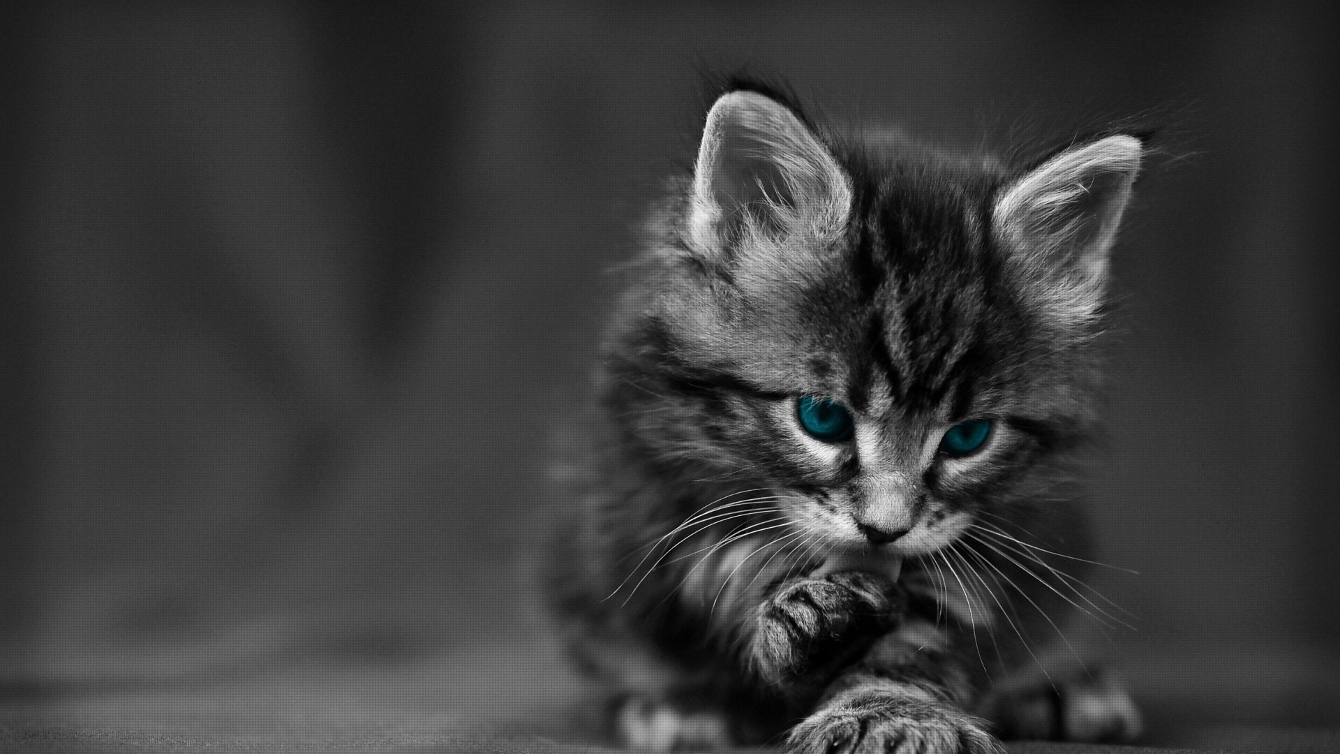 Черно белый Котенок с голубыми глазами