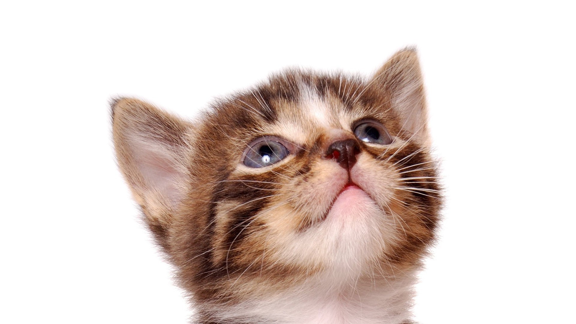 Кошкина морда