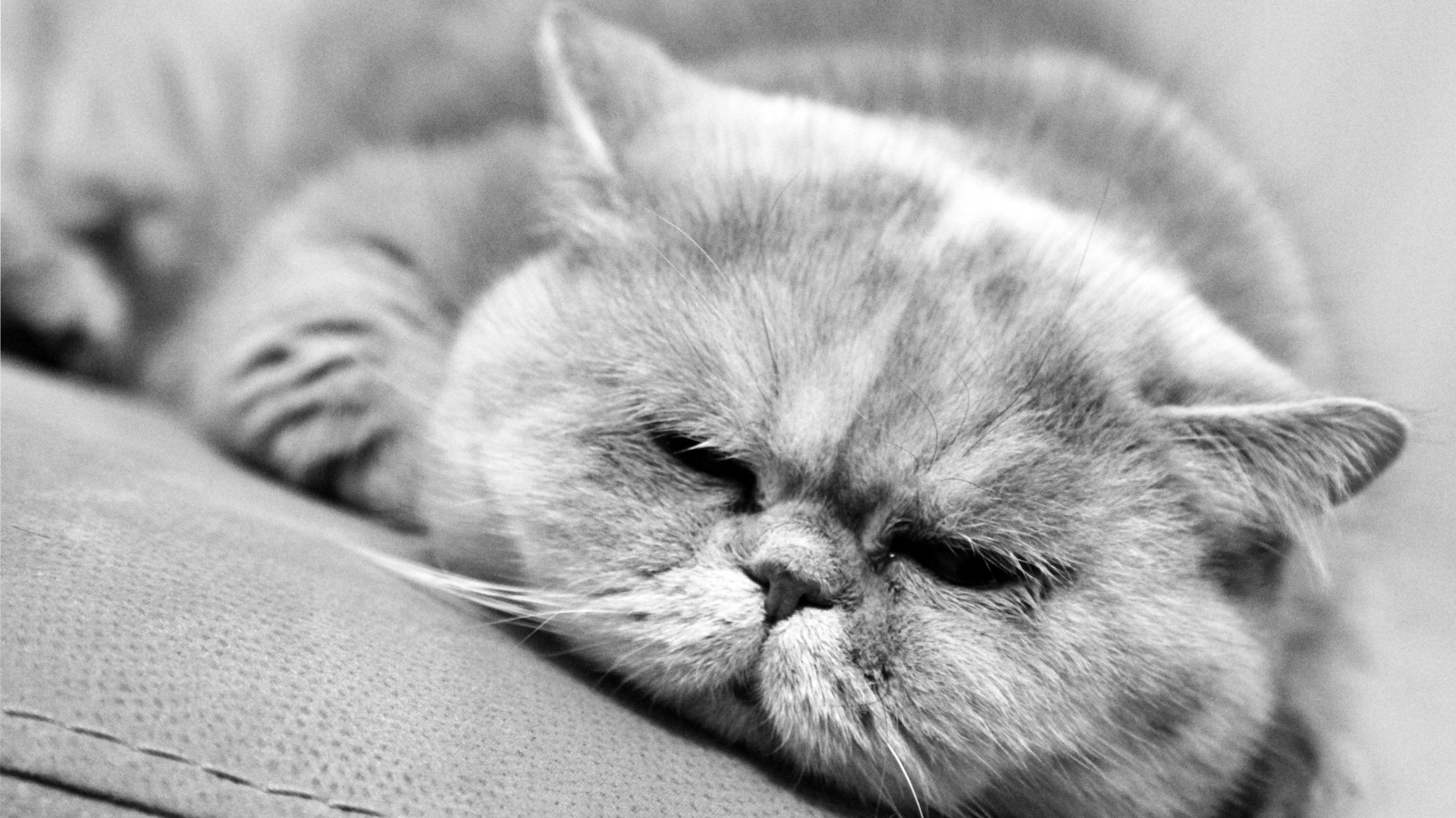 Спящий котик