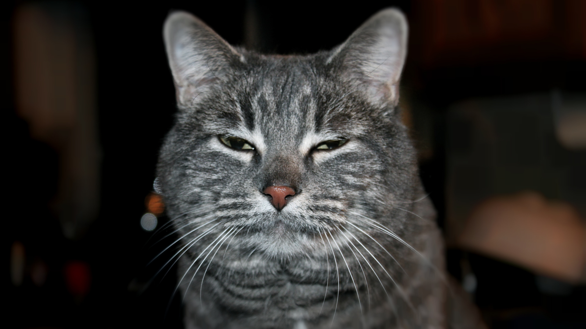 Сонный котик