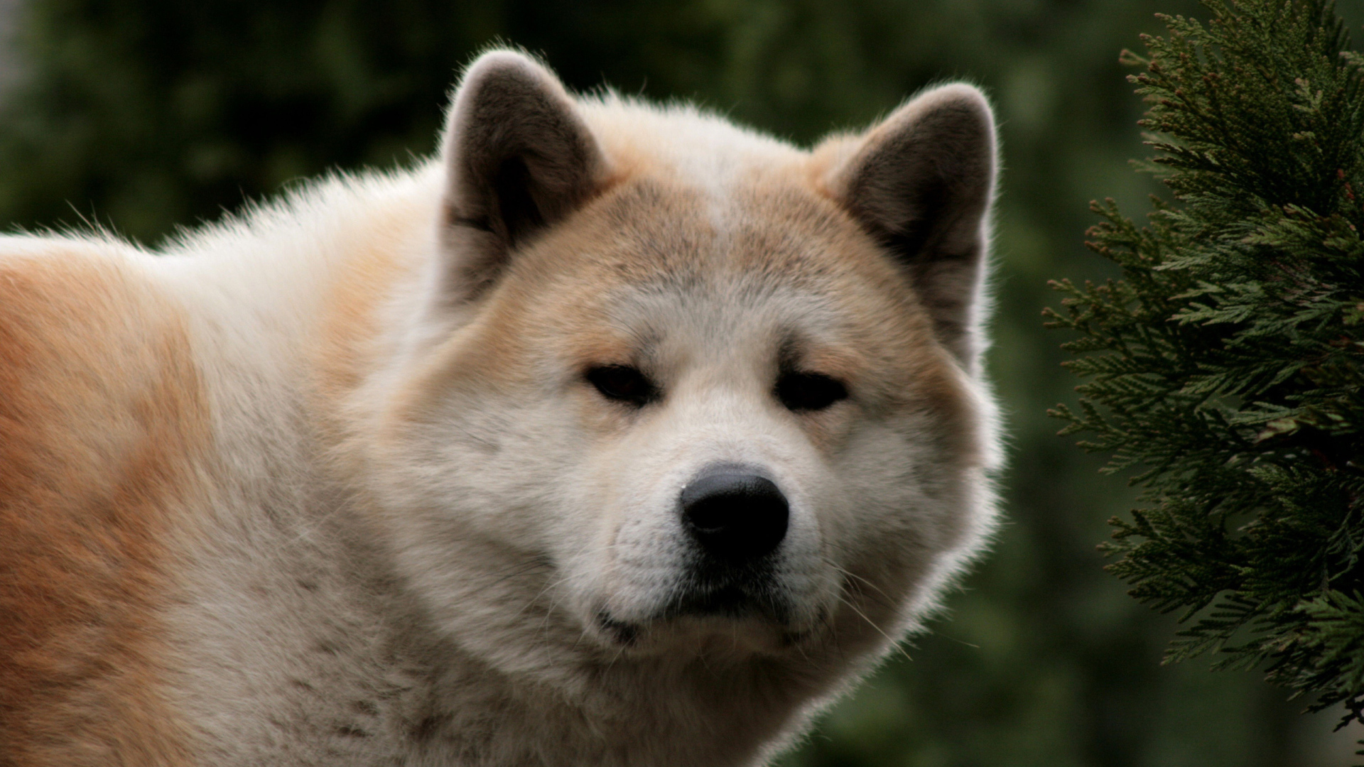 Взрослая акита-ину засмотрелась