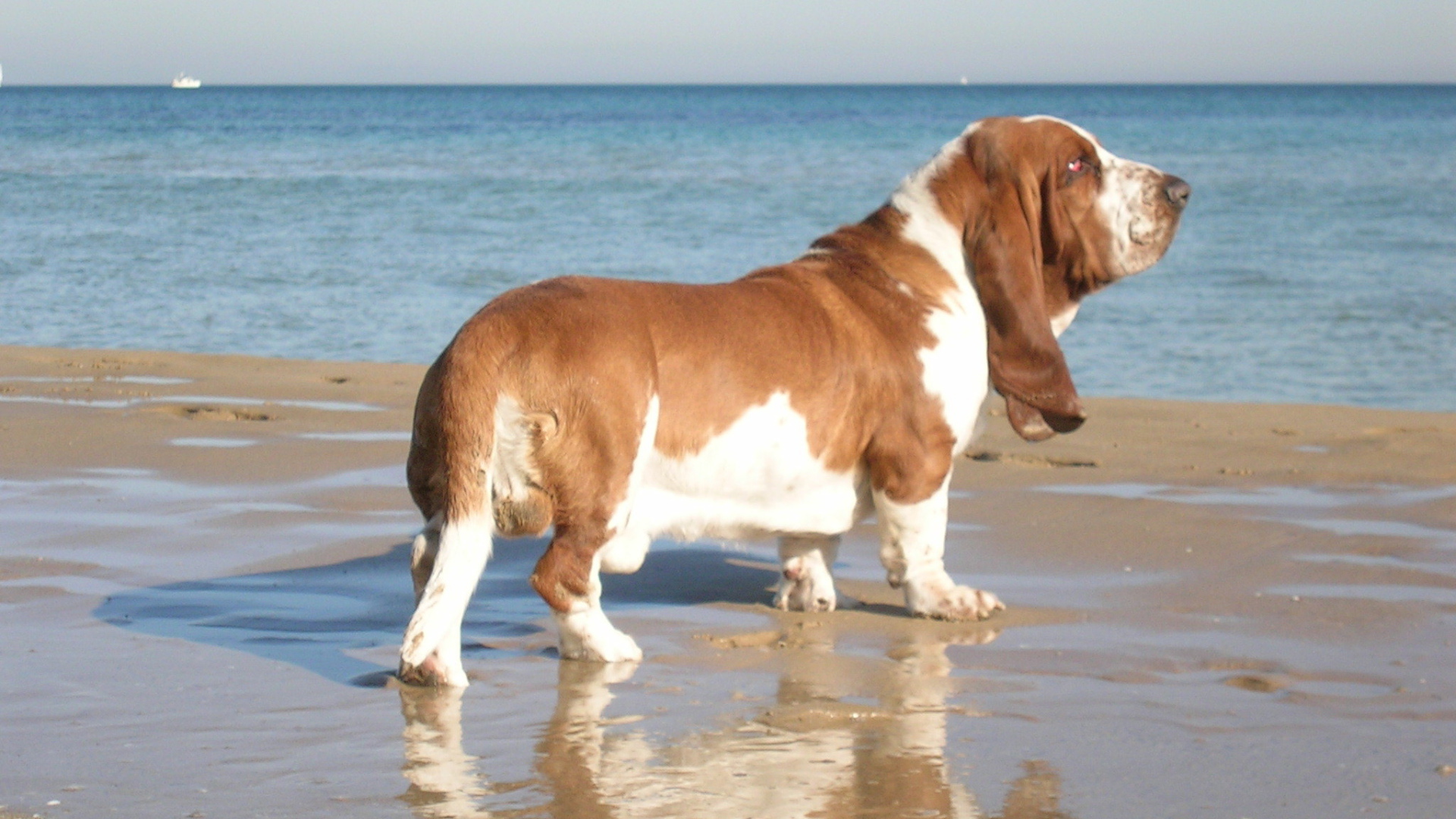 Взрослый бассет-хаунд возле моря