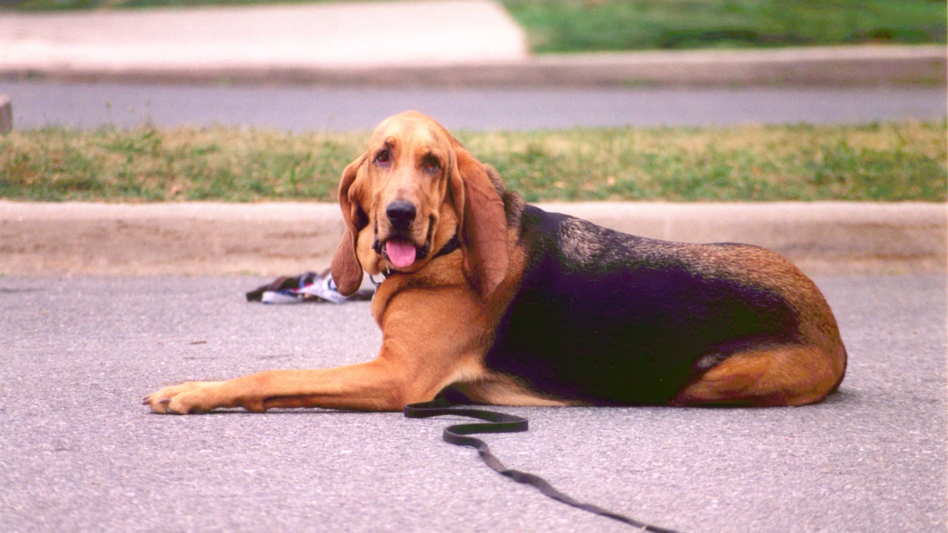 Взрослый бладхаунд лежит на дороге