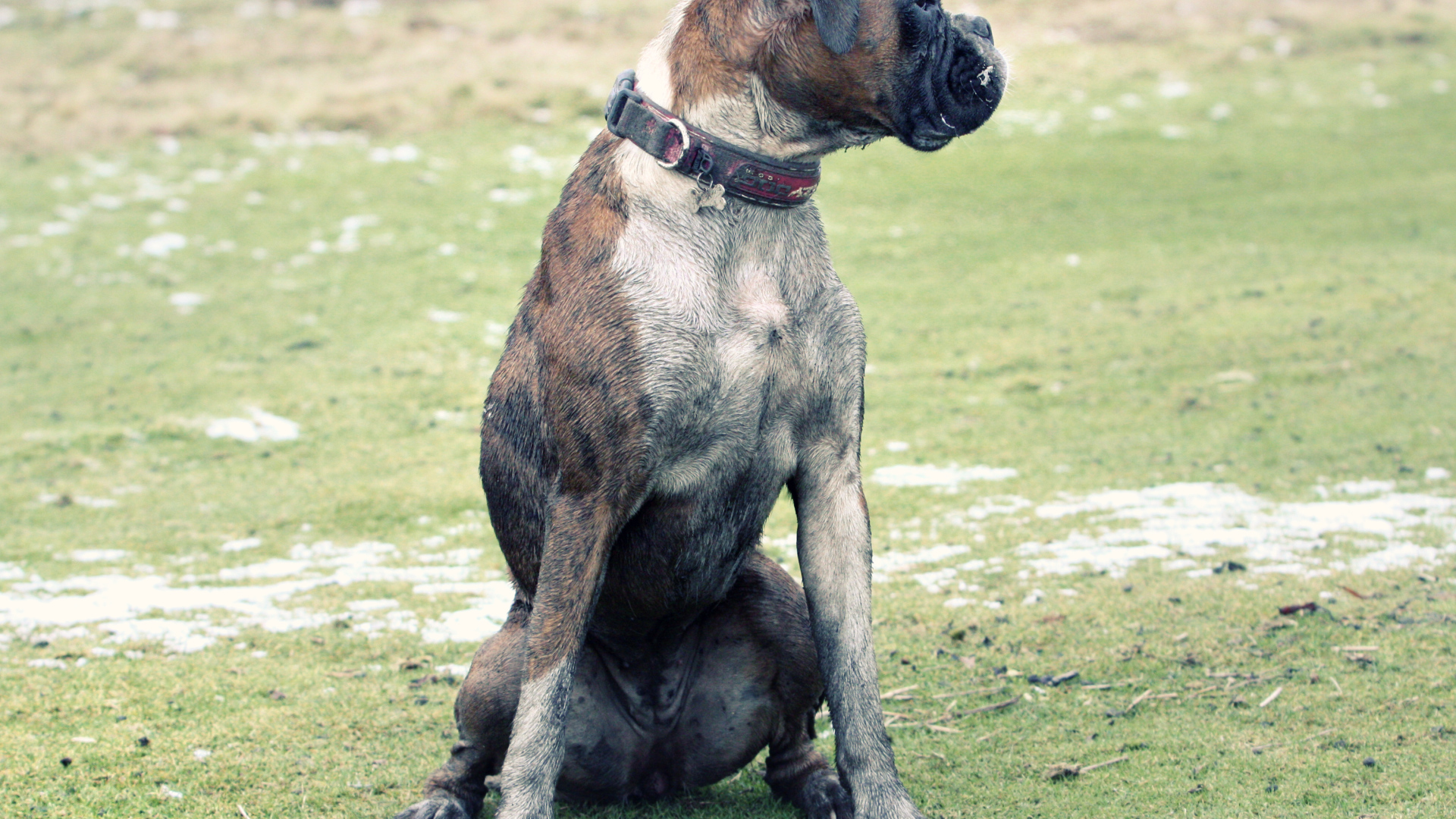 Взрослый боксёр сидит на поляне