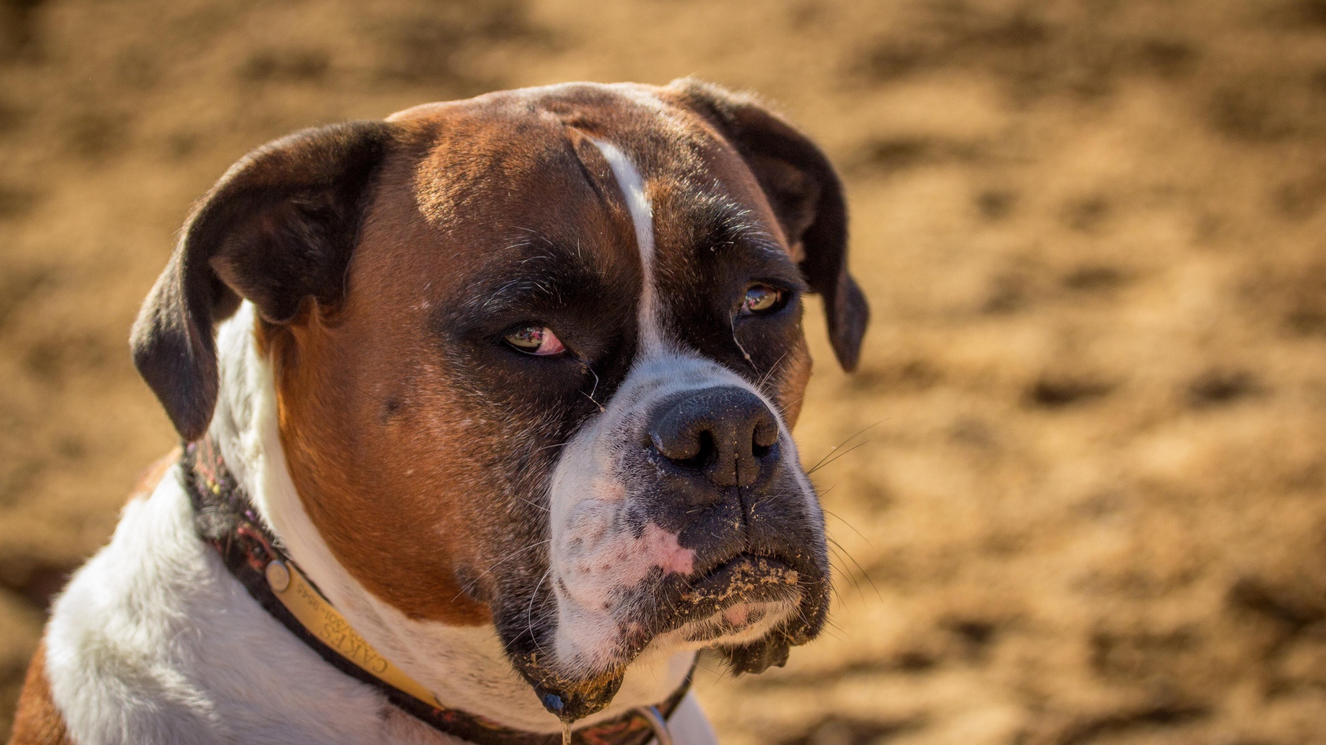 Взрослый боксёр с грустным взглядом