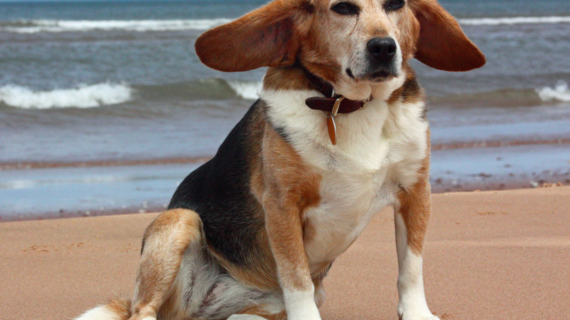 Взрослая смешная собака породы бигль возле моря