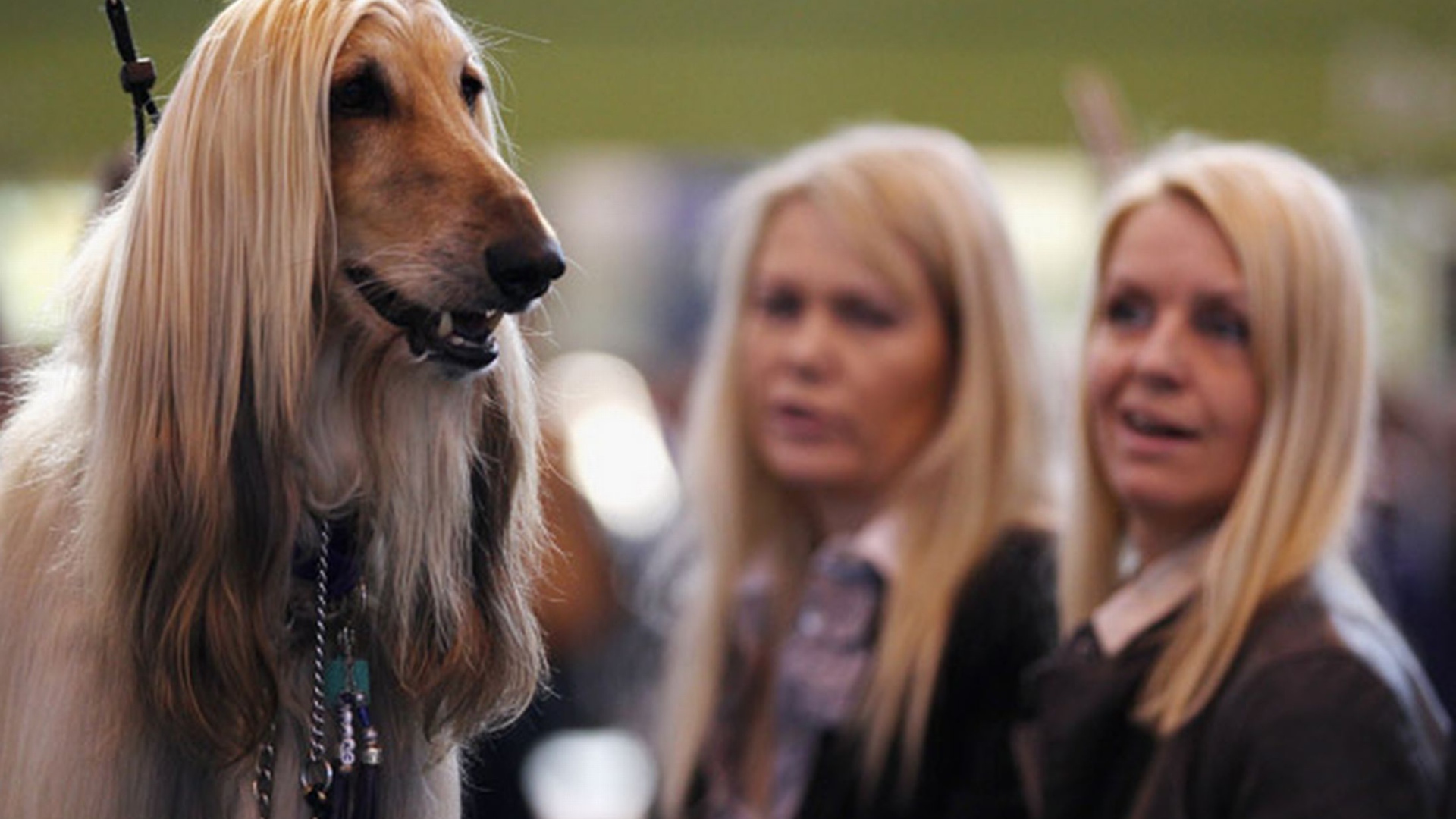 Афганская борзая на фоне девушек