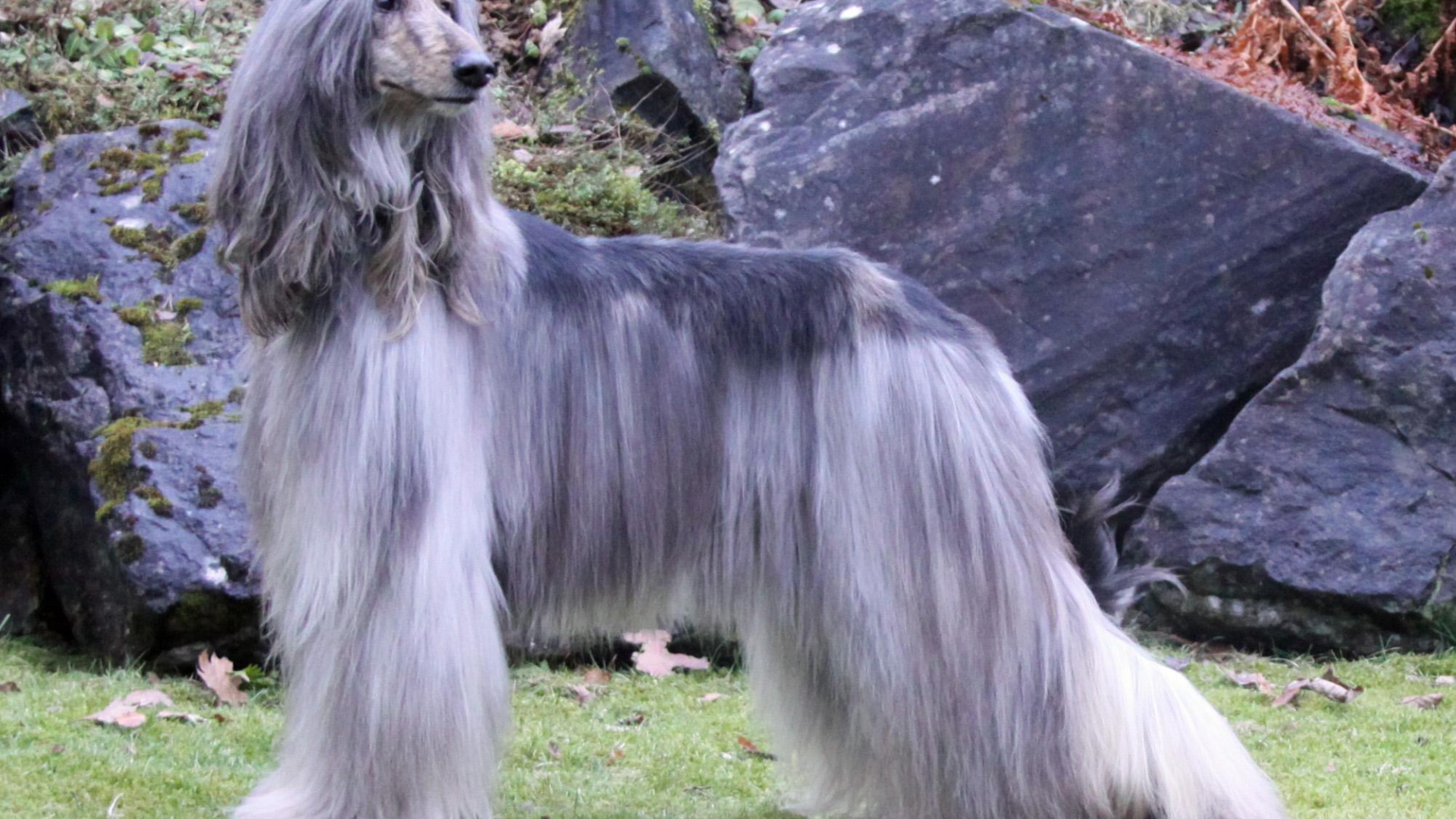 Афганская борзая с серой шерстью