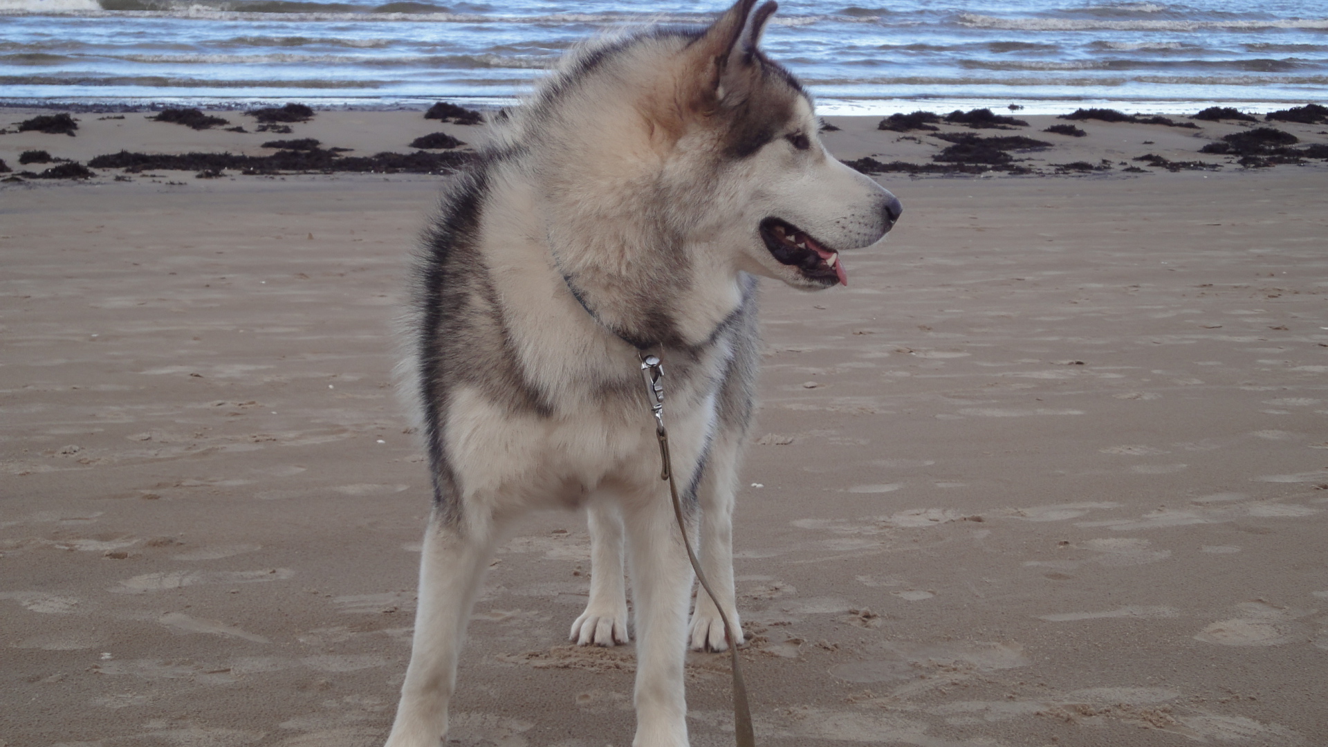 Аляскинский маламут на берегу моря