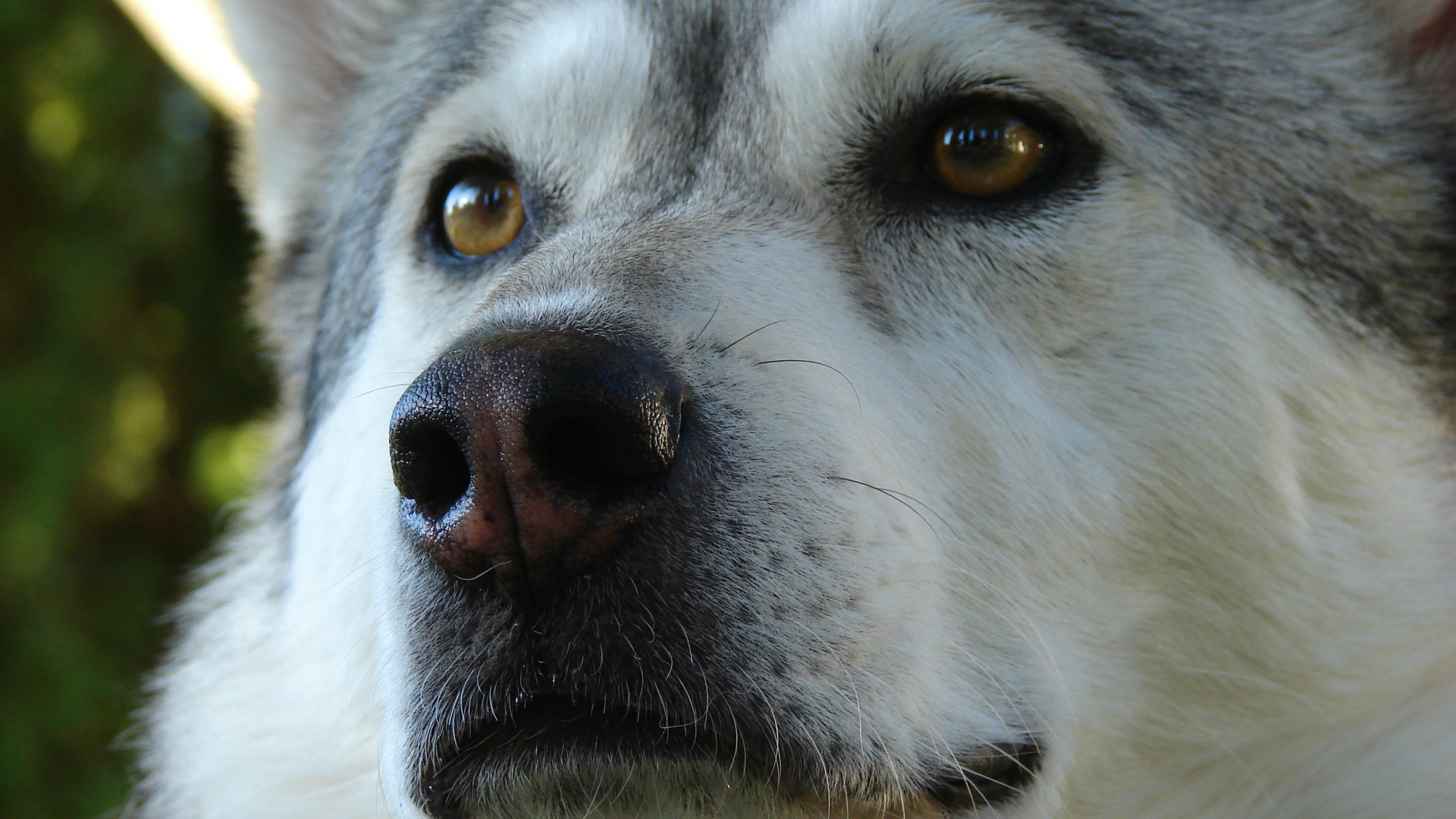 Аляскинский маламут крупным планом