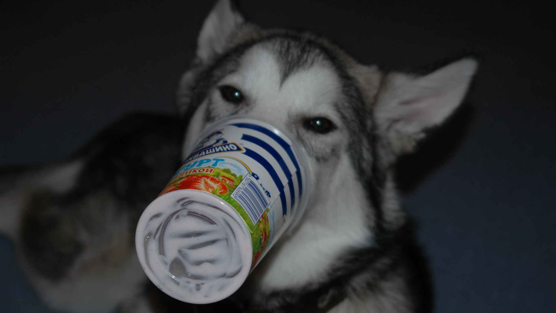 Аляскинский маламут ужинает