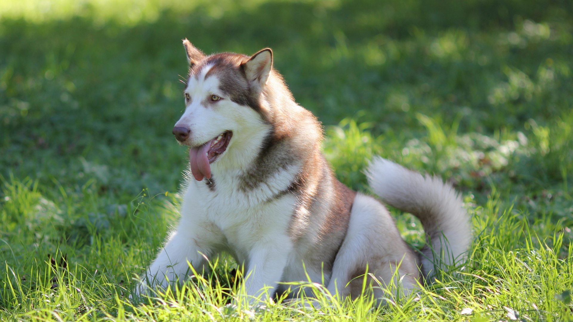 Аляскинский маламут в траве
