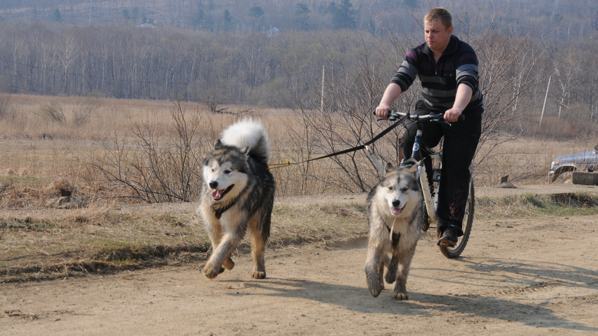 Аляскинские маламуты в летнем варианте упряжки