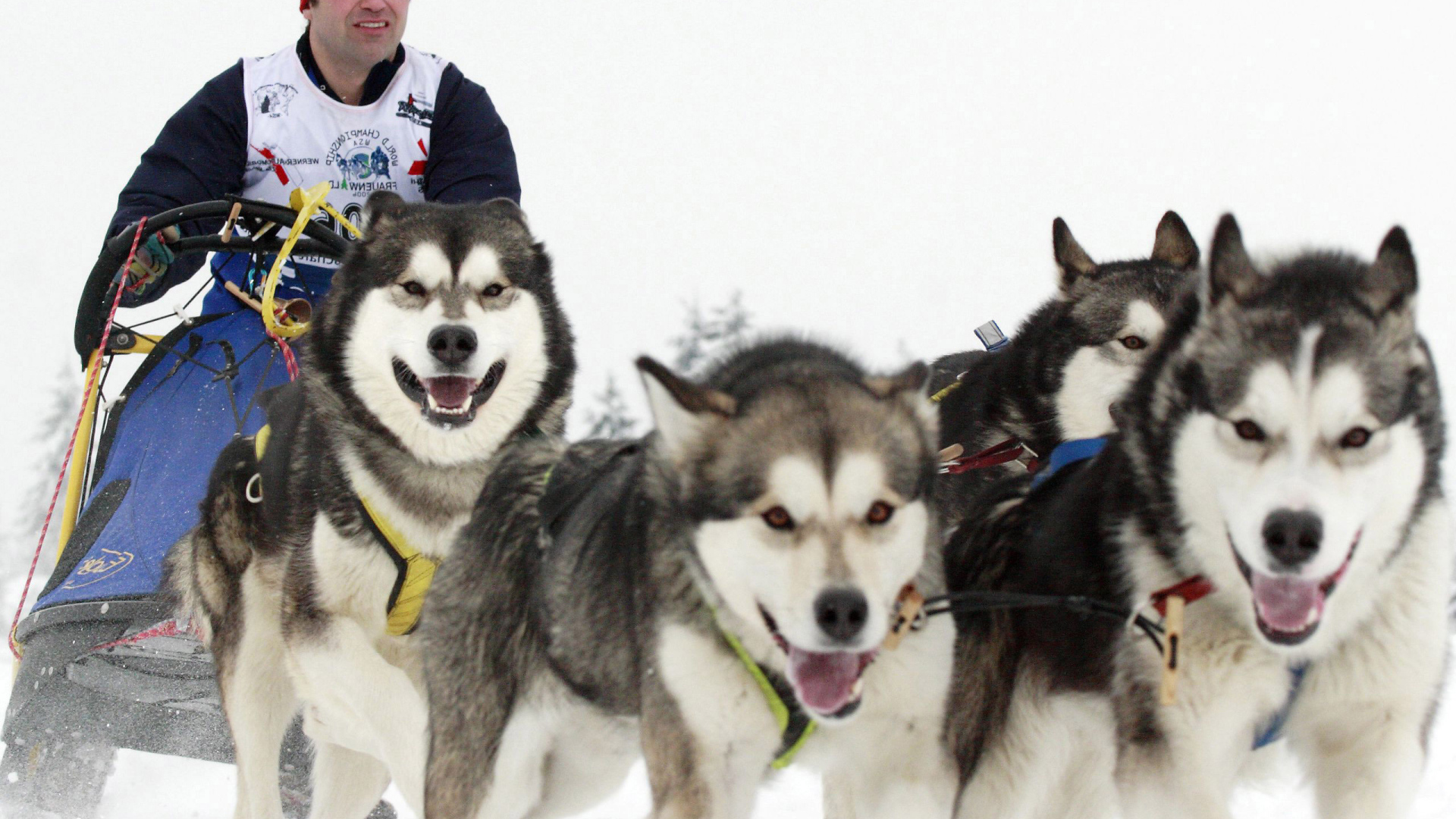 Аляскинские маламуты бегут в упряжке