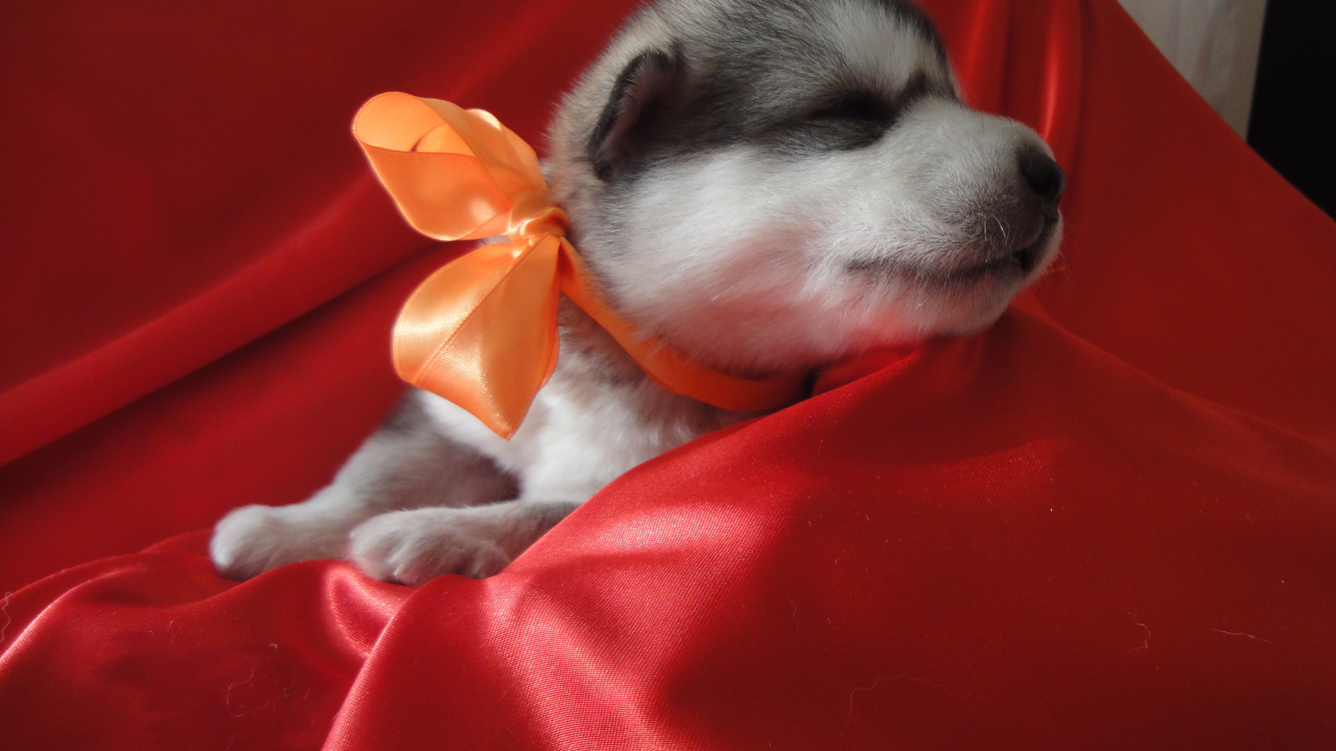 Щенок аляскинского маламута с бантом