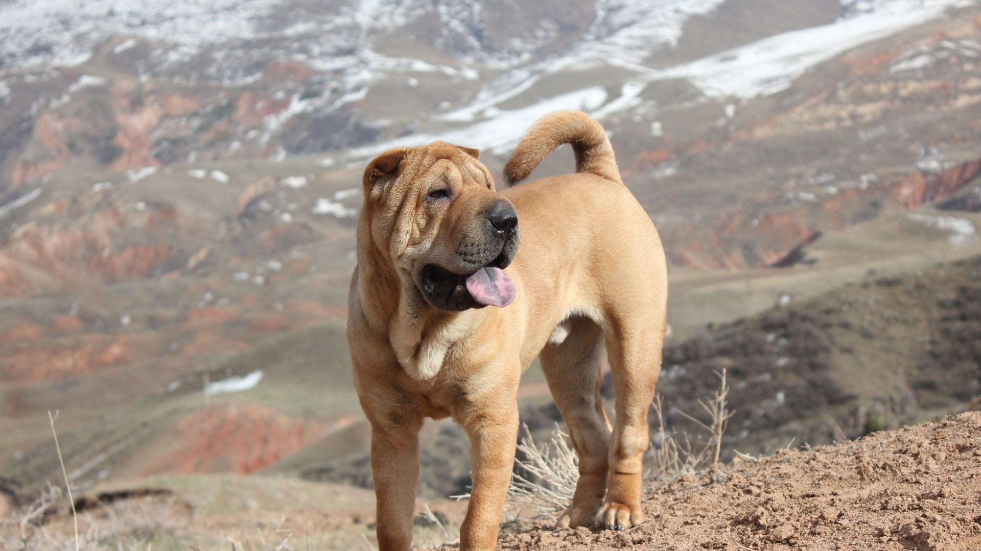 Удивительный Шарпей в горах