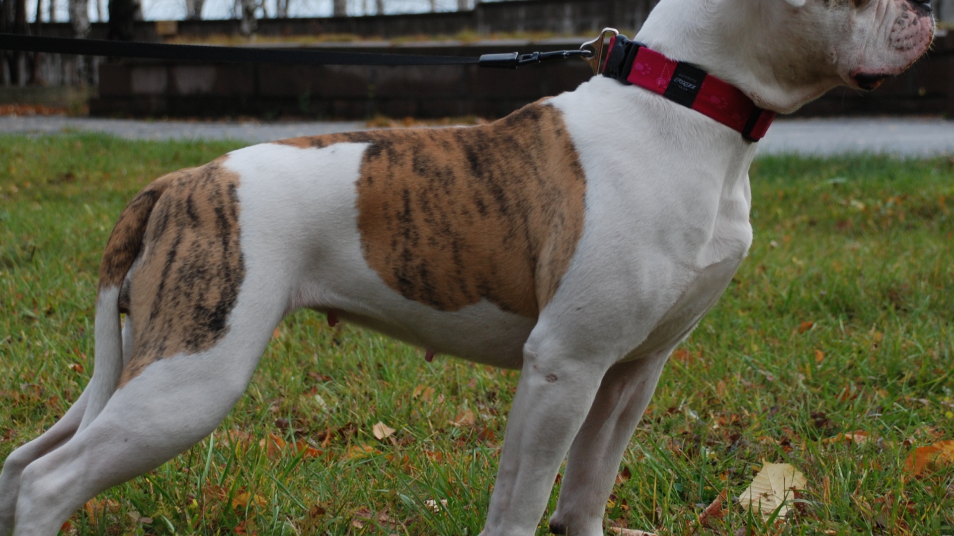 Американский бульдог кого-то увидел