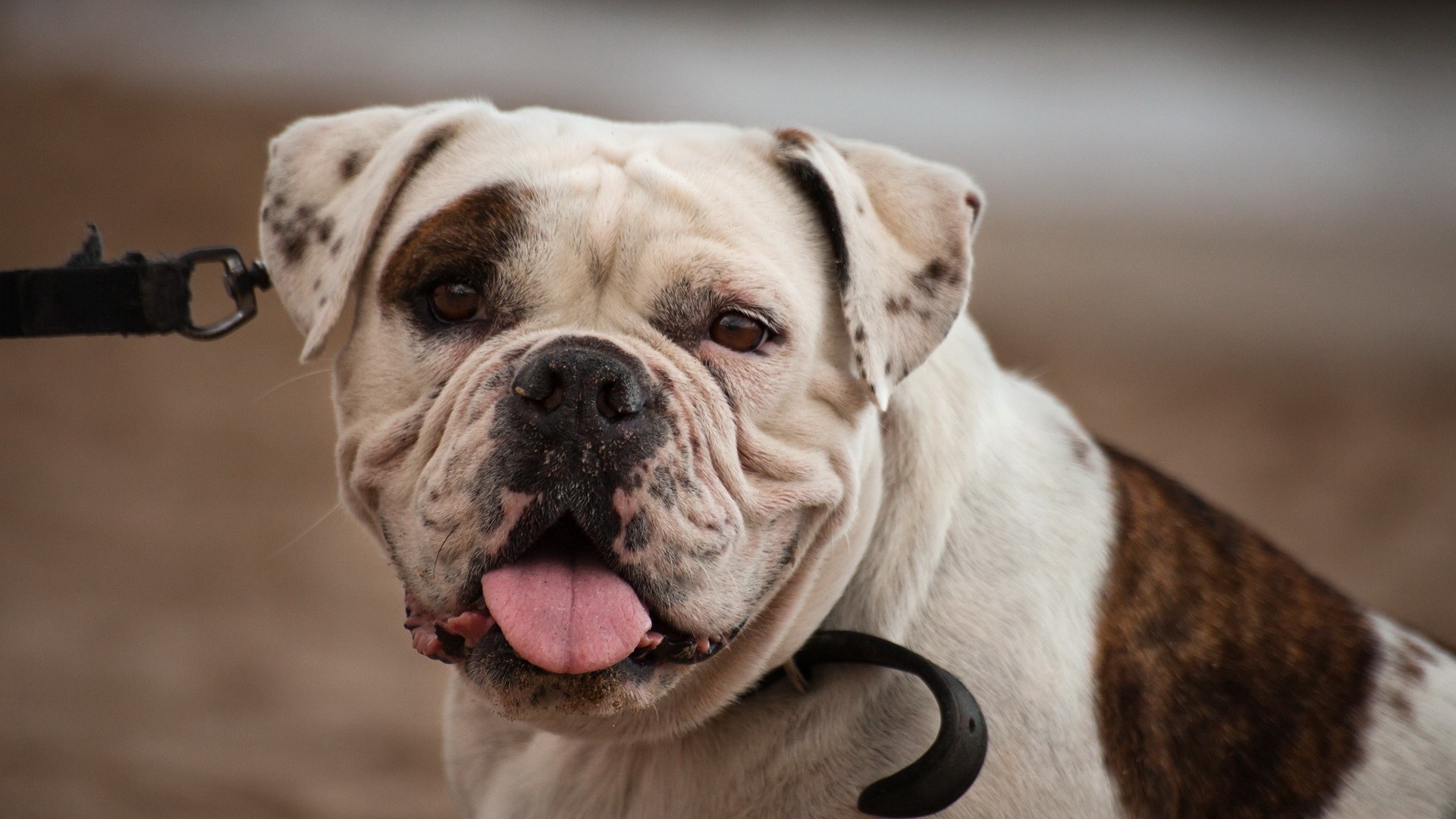 Американский бульдог смотрит на фотографа