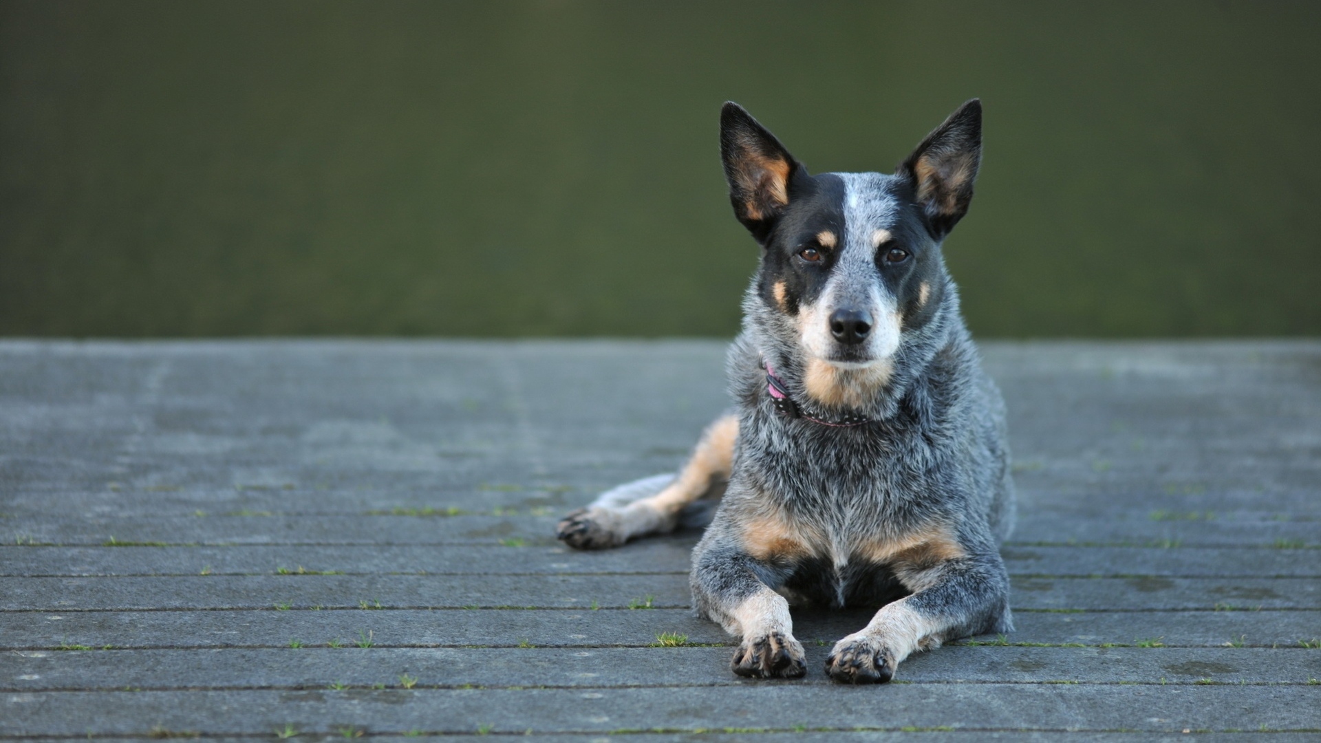Австралийская пастушья собака на деревянном мосту