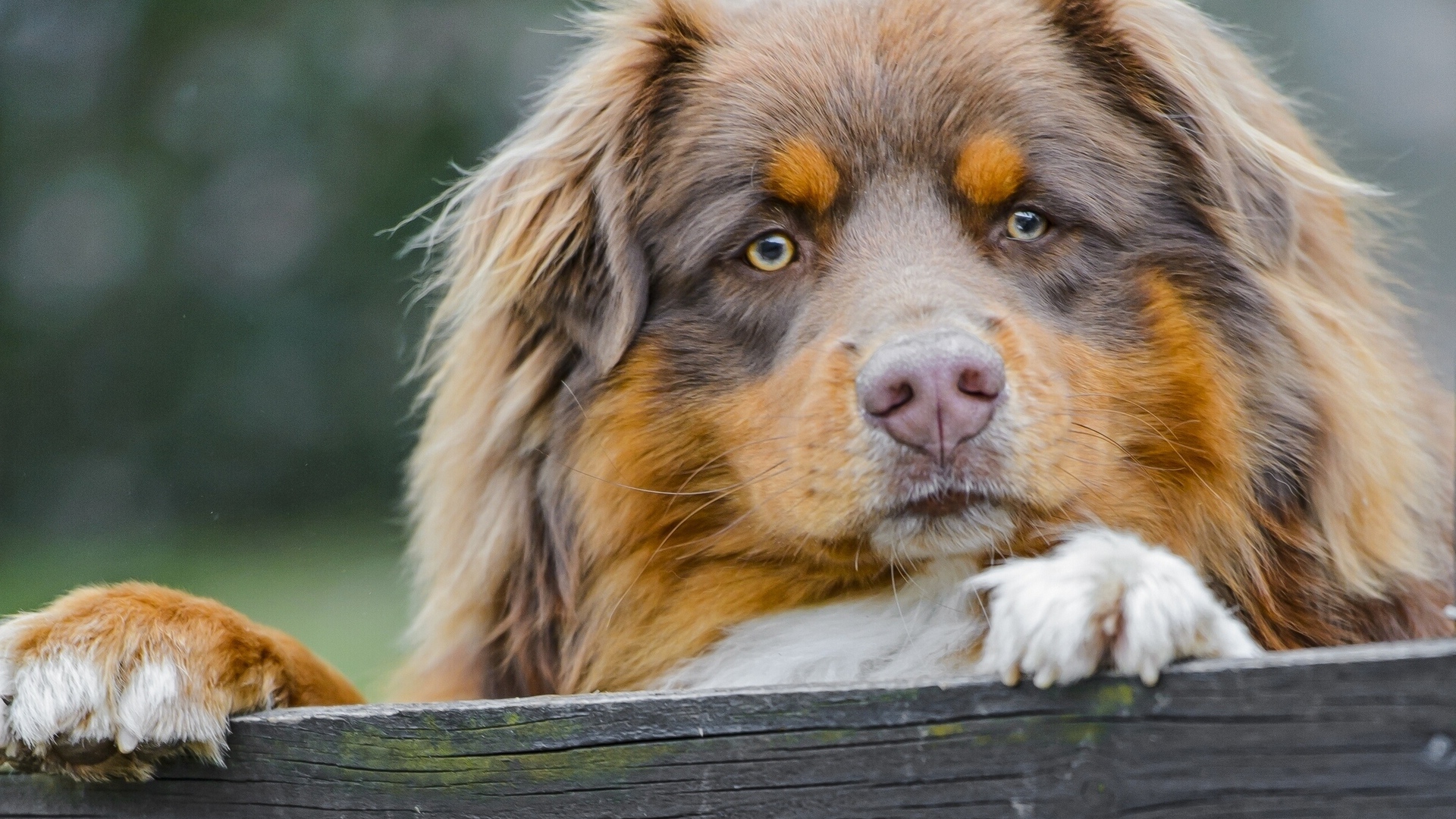 Австралийская овчарка охраняет территорию