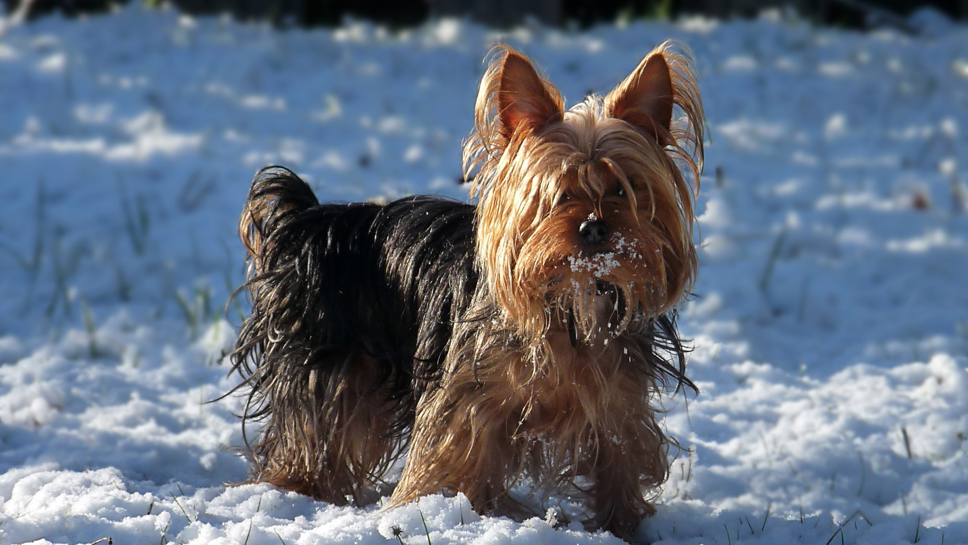Австралийский терьер в снегу