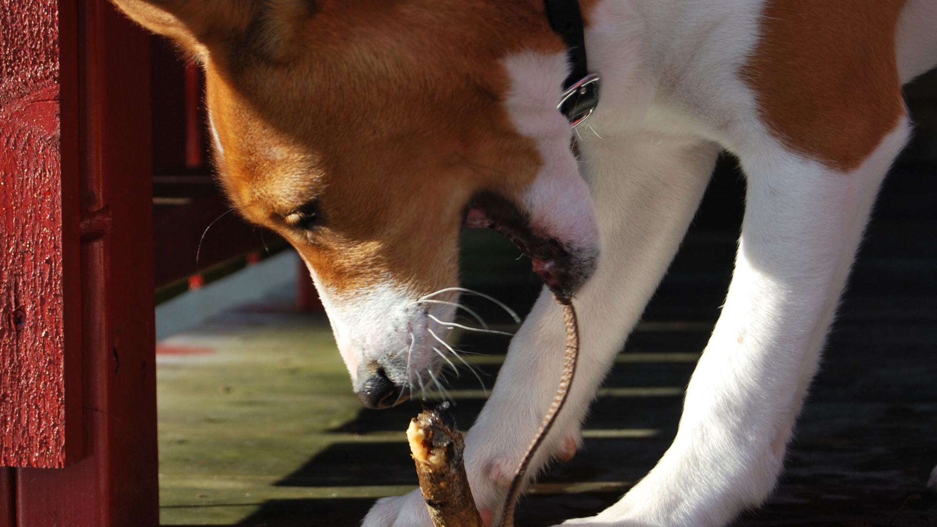 Собака породы басенджи грызёт палку