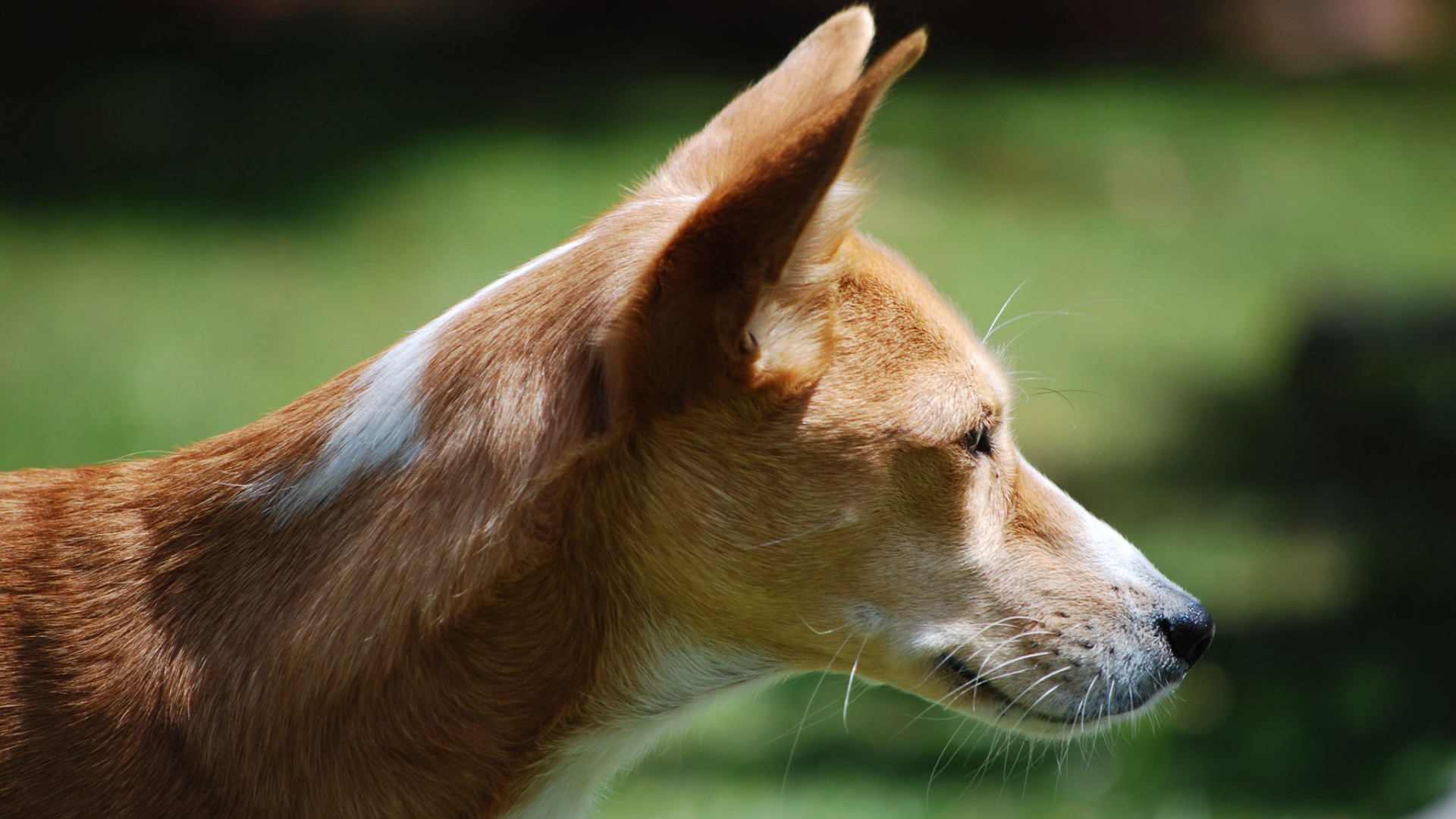 Собака породы басенджи позирует на улице
