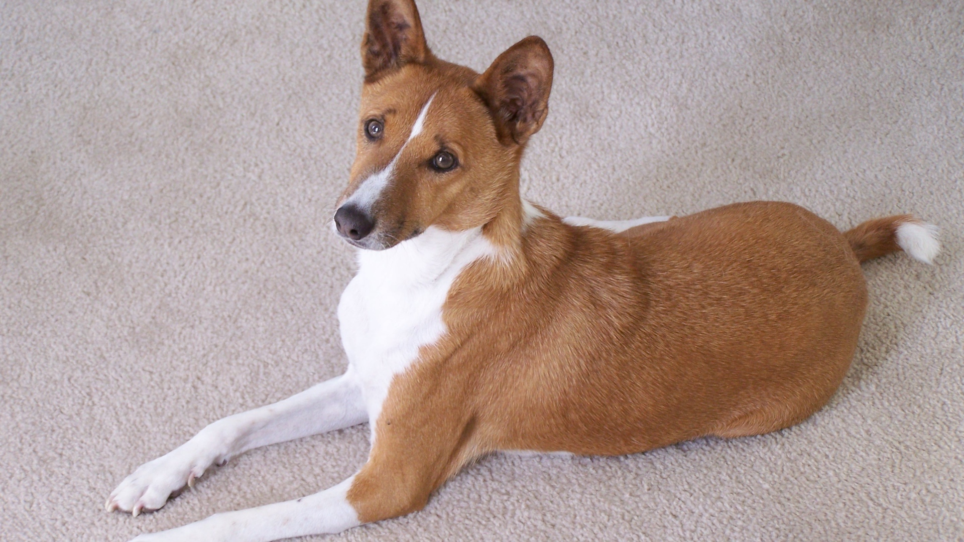 Собака породы басенджи позирует на белом ковре