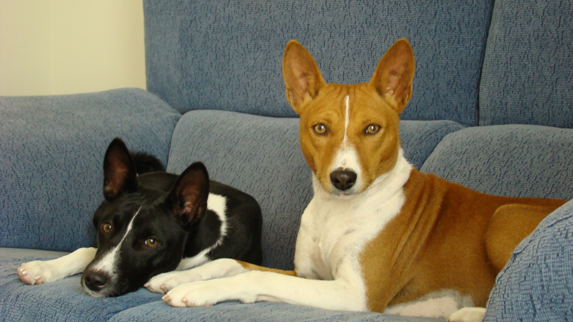 Собаки породы басенджи отдыхают на диване