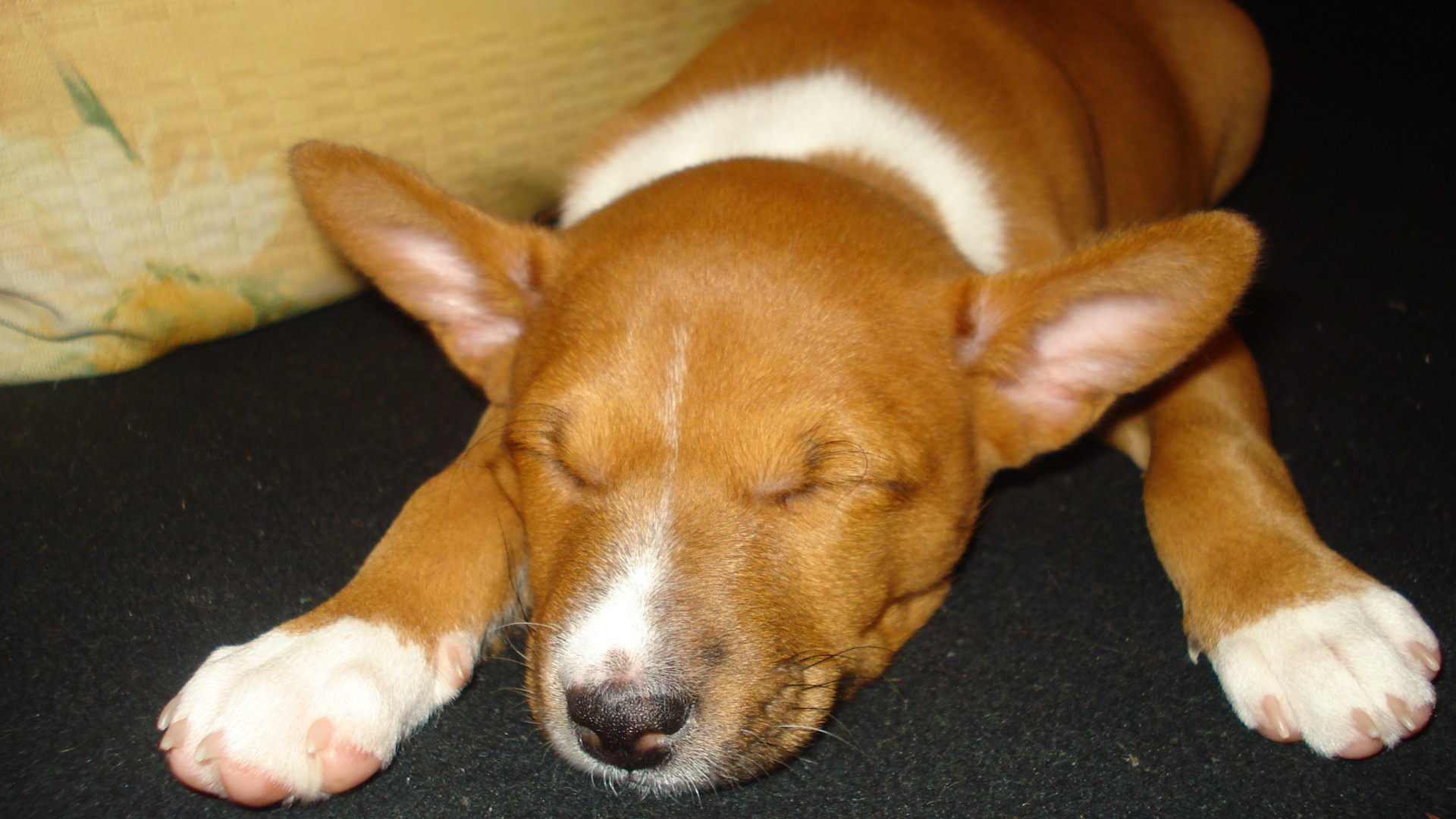 Щенок породы басенджи уснул