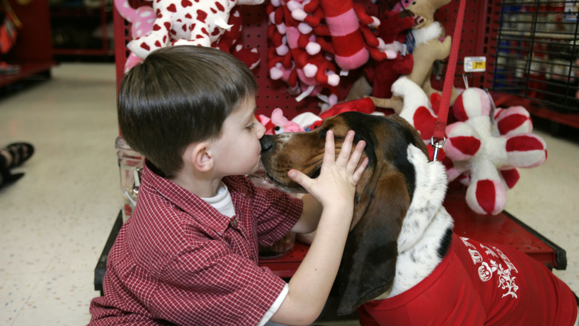 Бассет-хаунд и ребёнок