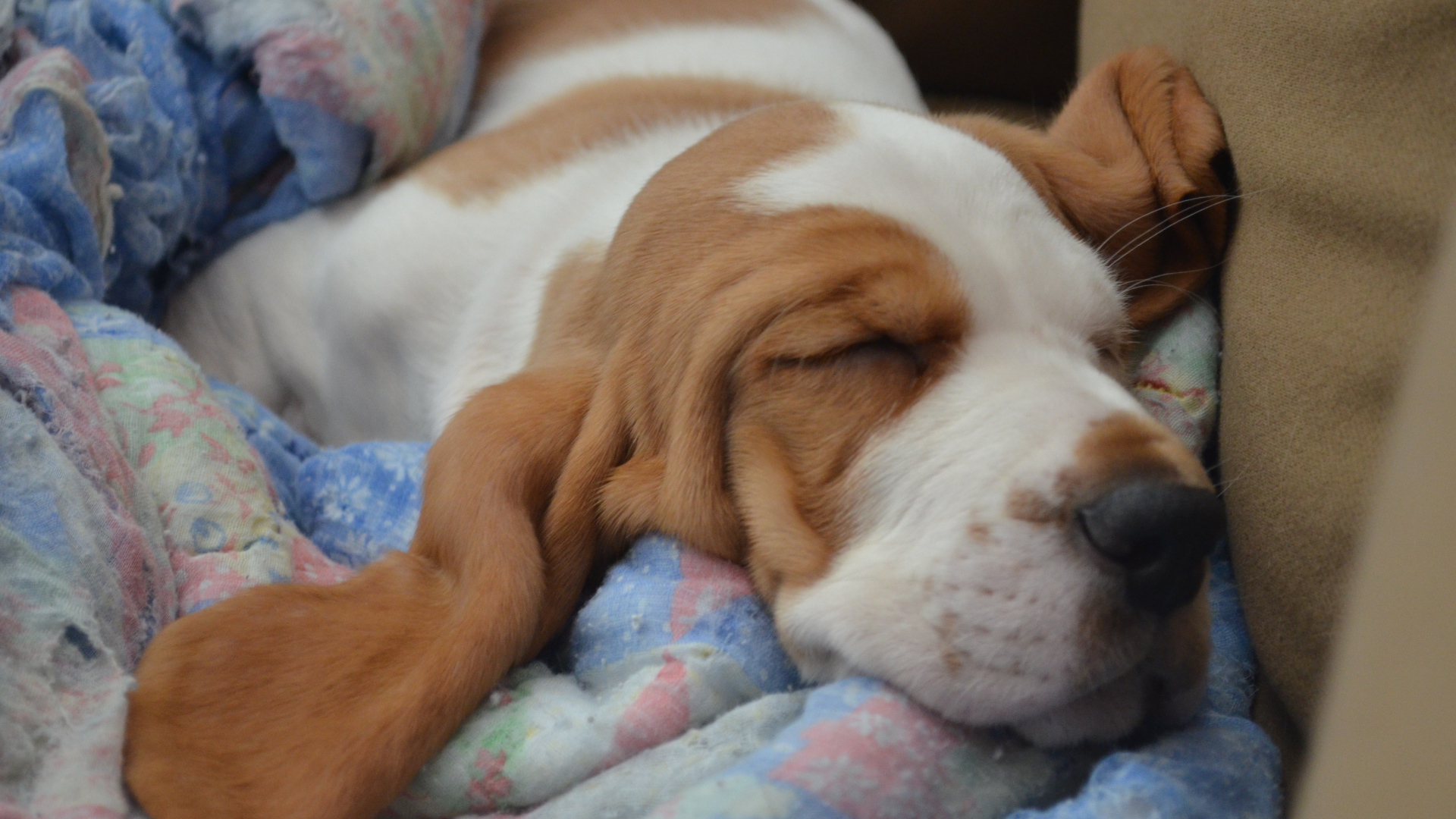 Бассет-хаунд крепко уснул на кровати