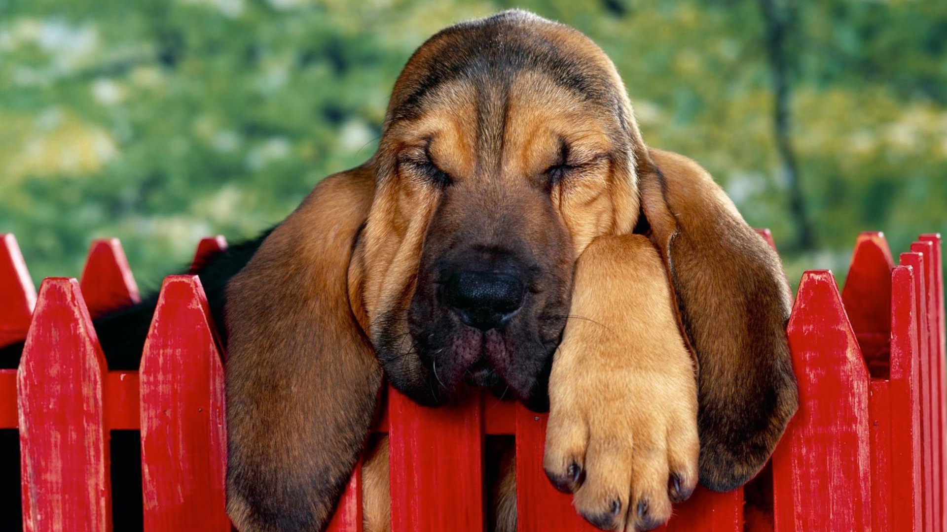 Бассет-хаунд уснул на заборе