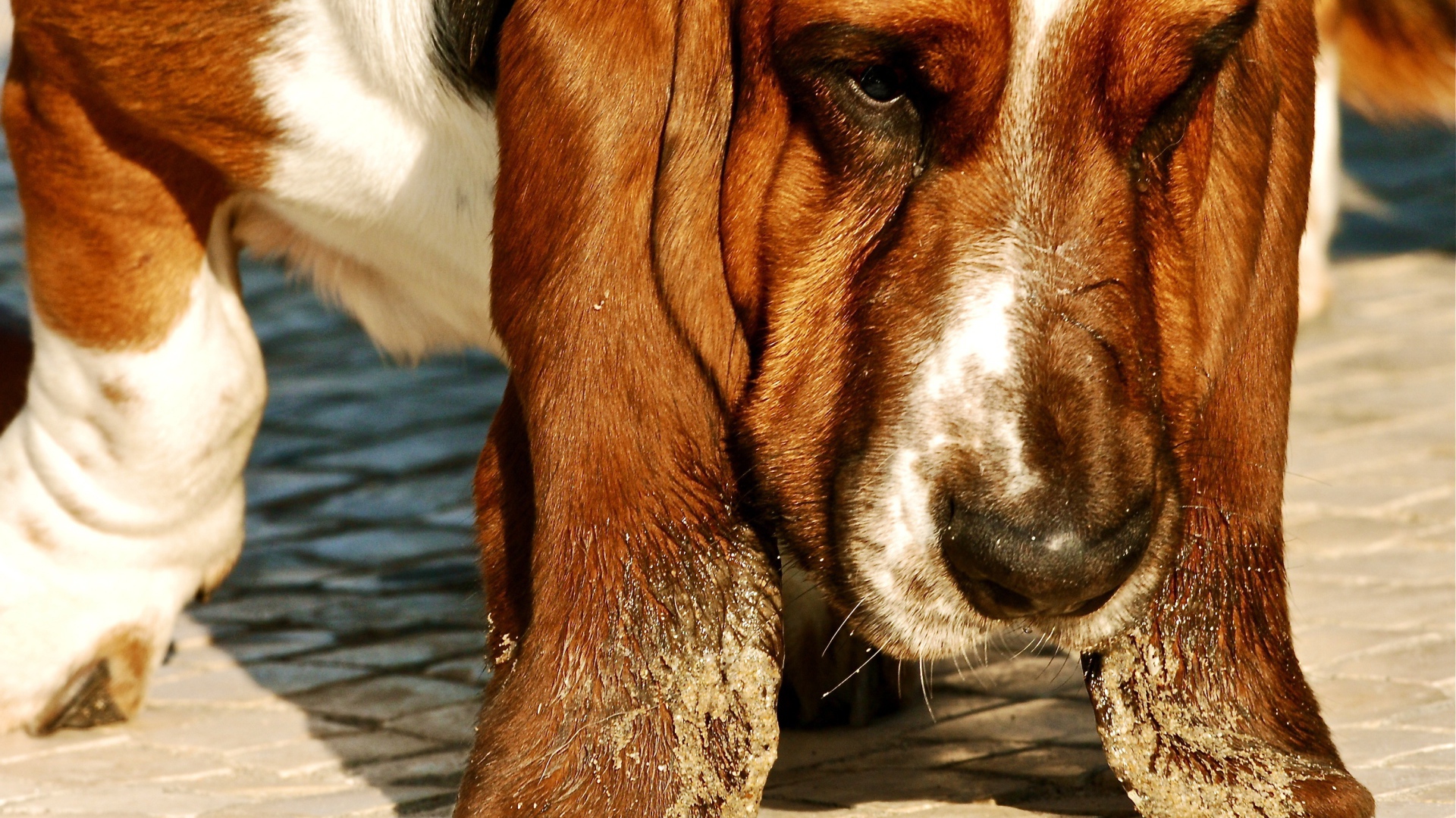 Бассет-хаунд испачкал уши в песке