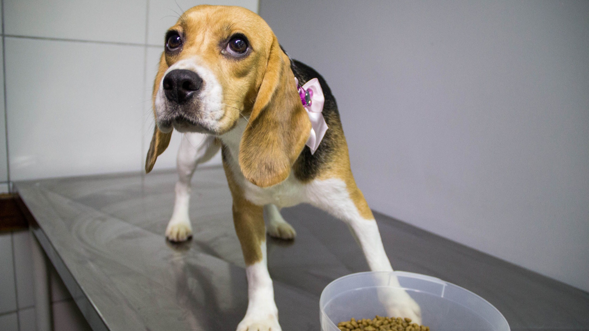 Собака породы бигль собирается поесть