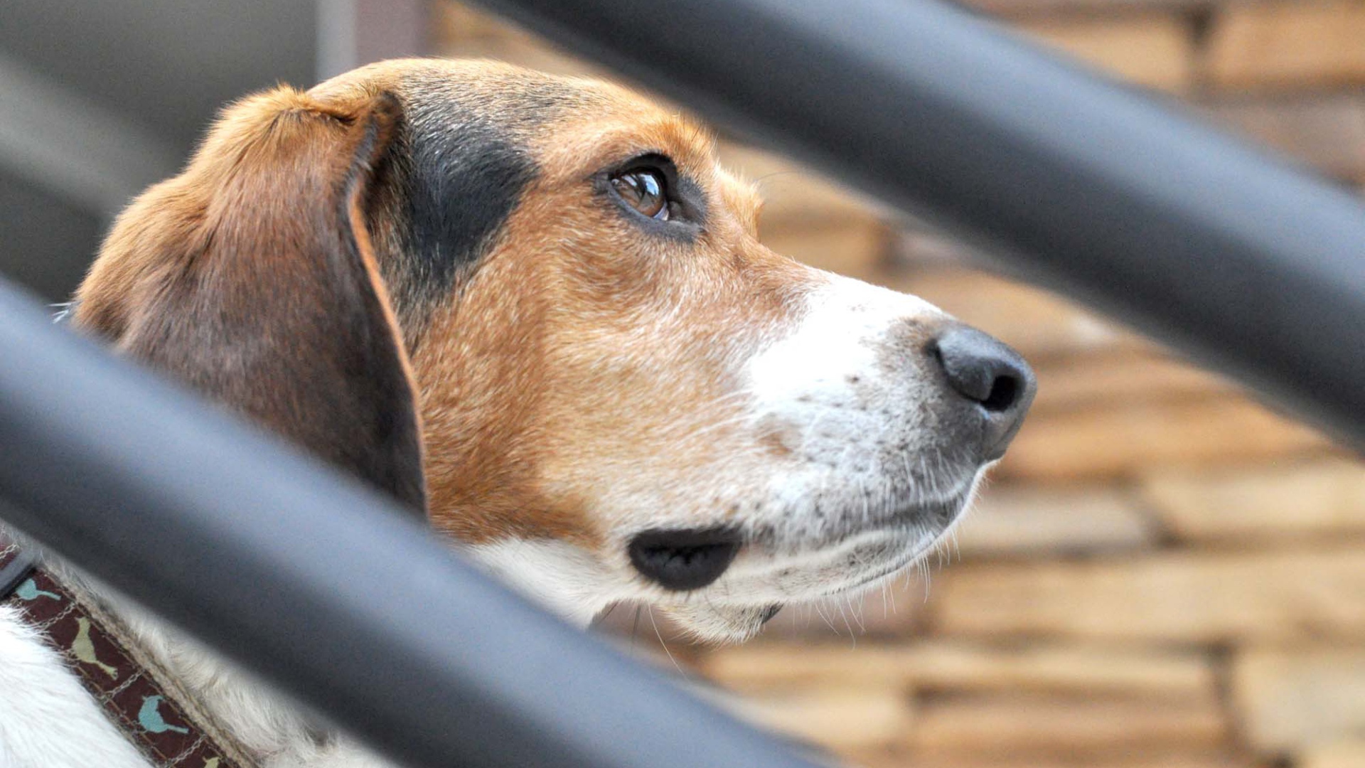 Beagle dog lost in thought about something
