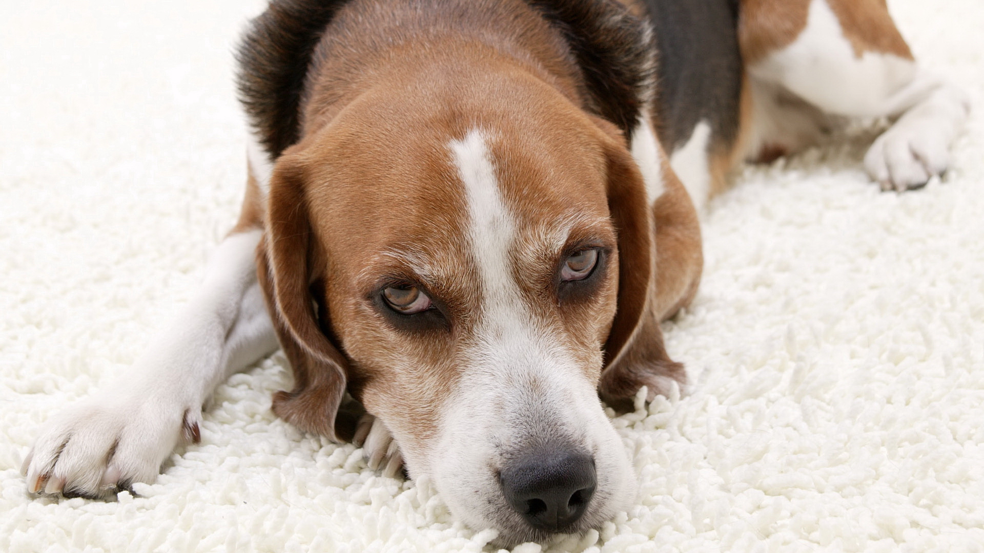 Beagle dog lying on the white carpet