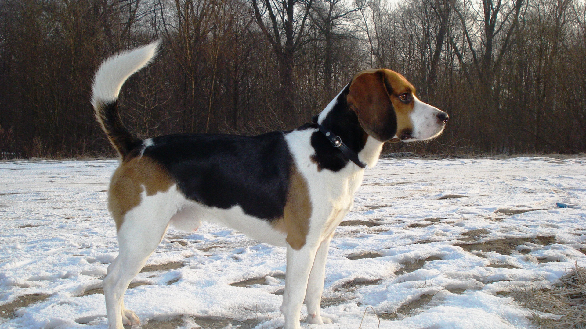 Собака породы бигль кого-то увидела зимой