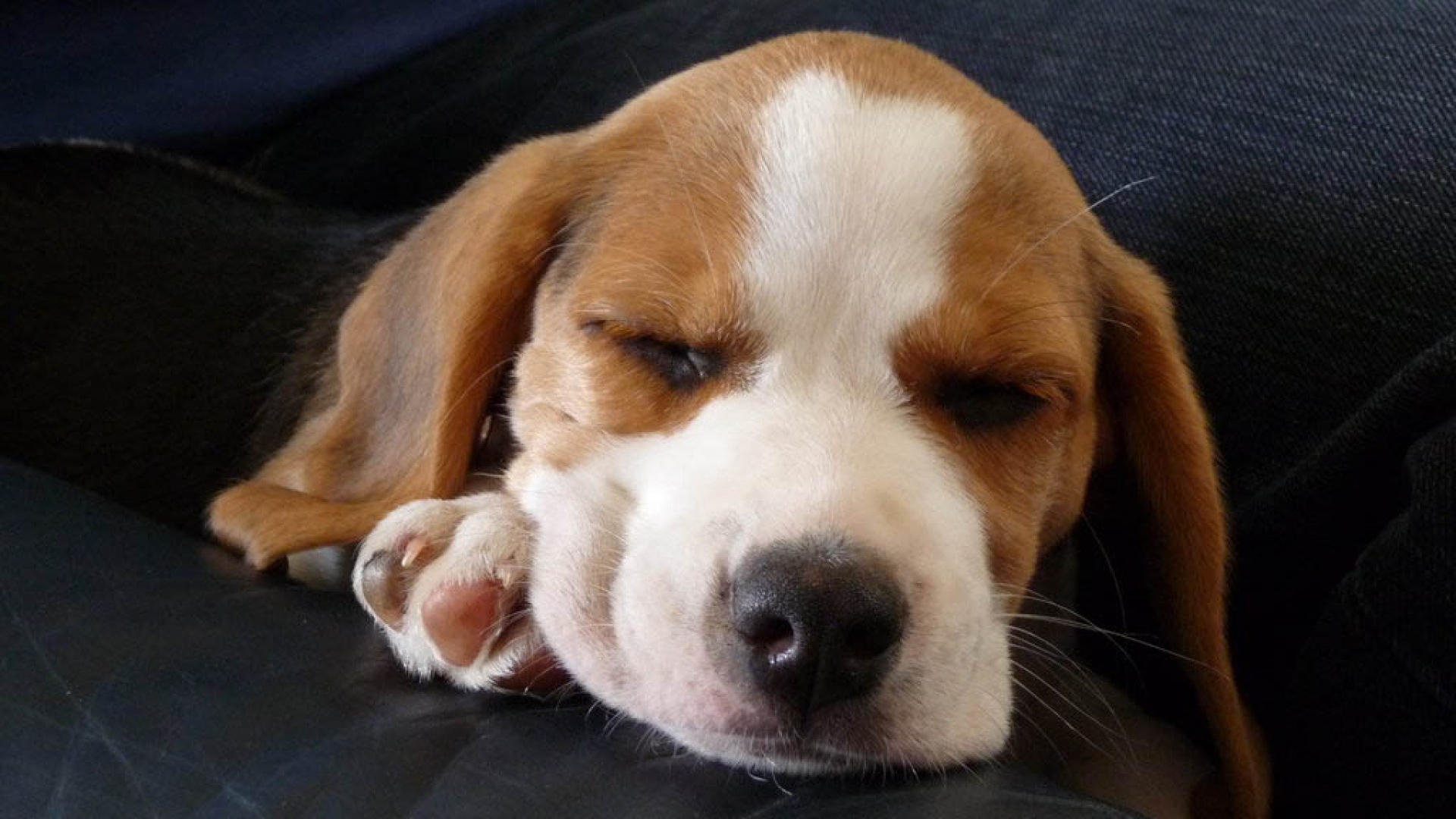 Собака породы бигль смотрит десятый сон на кресле