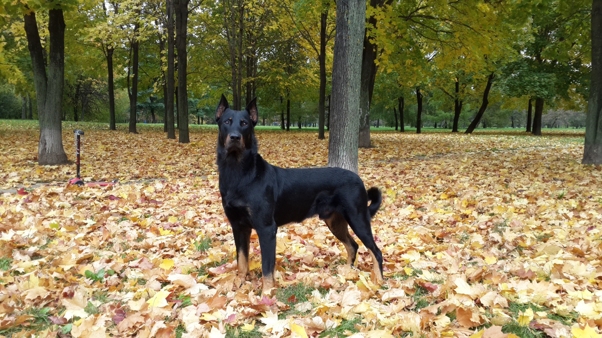 Красивый босерон в осеннем лесу