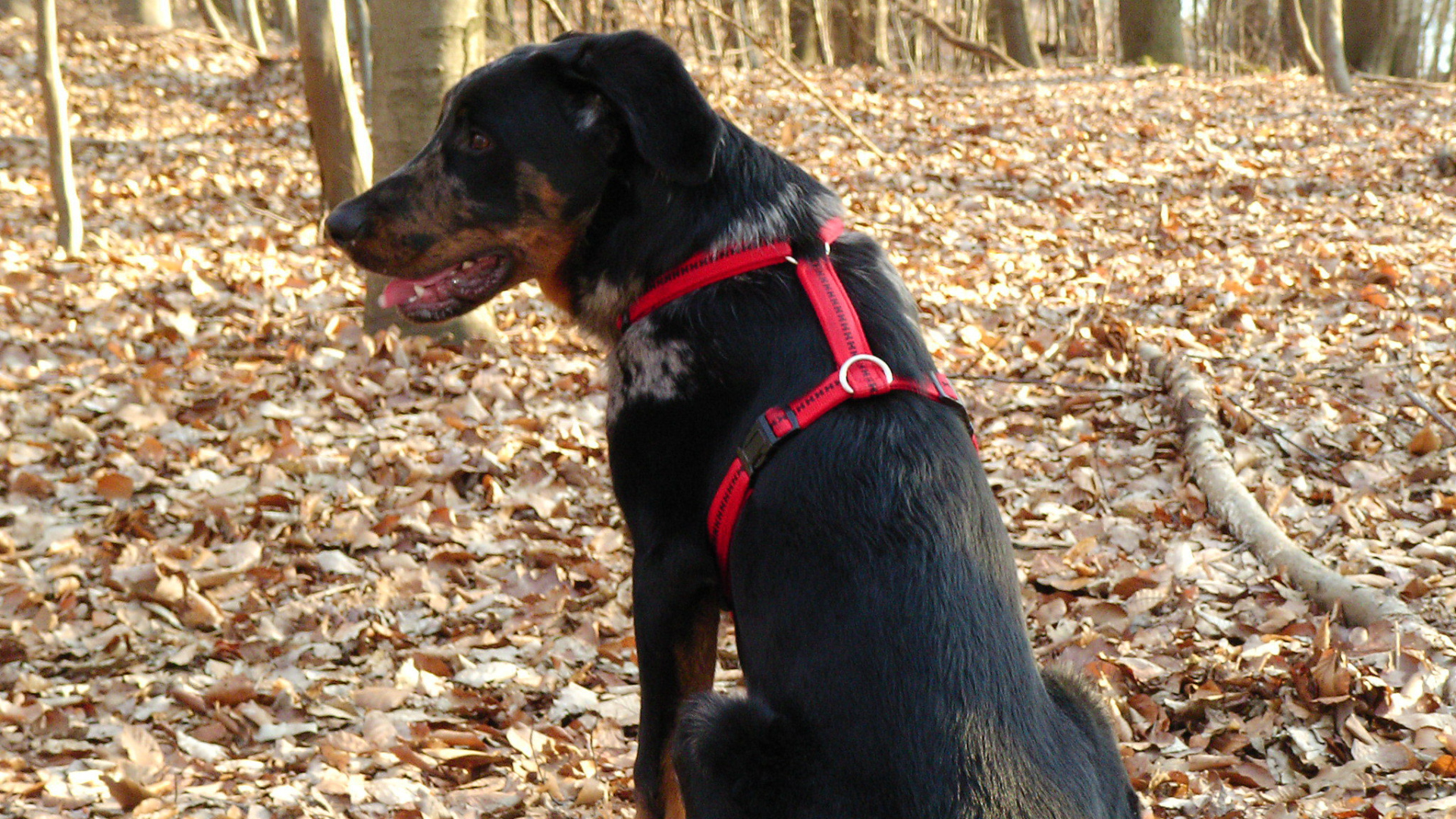 Босерон в осеннем лесу