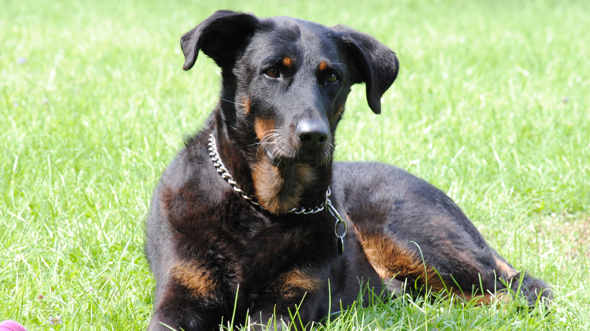 Красивый босерон лежит во дворе дома