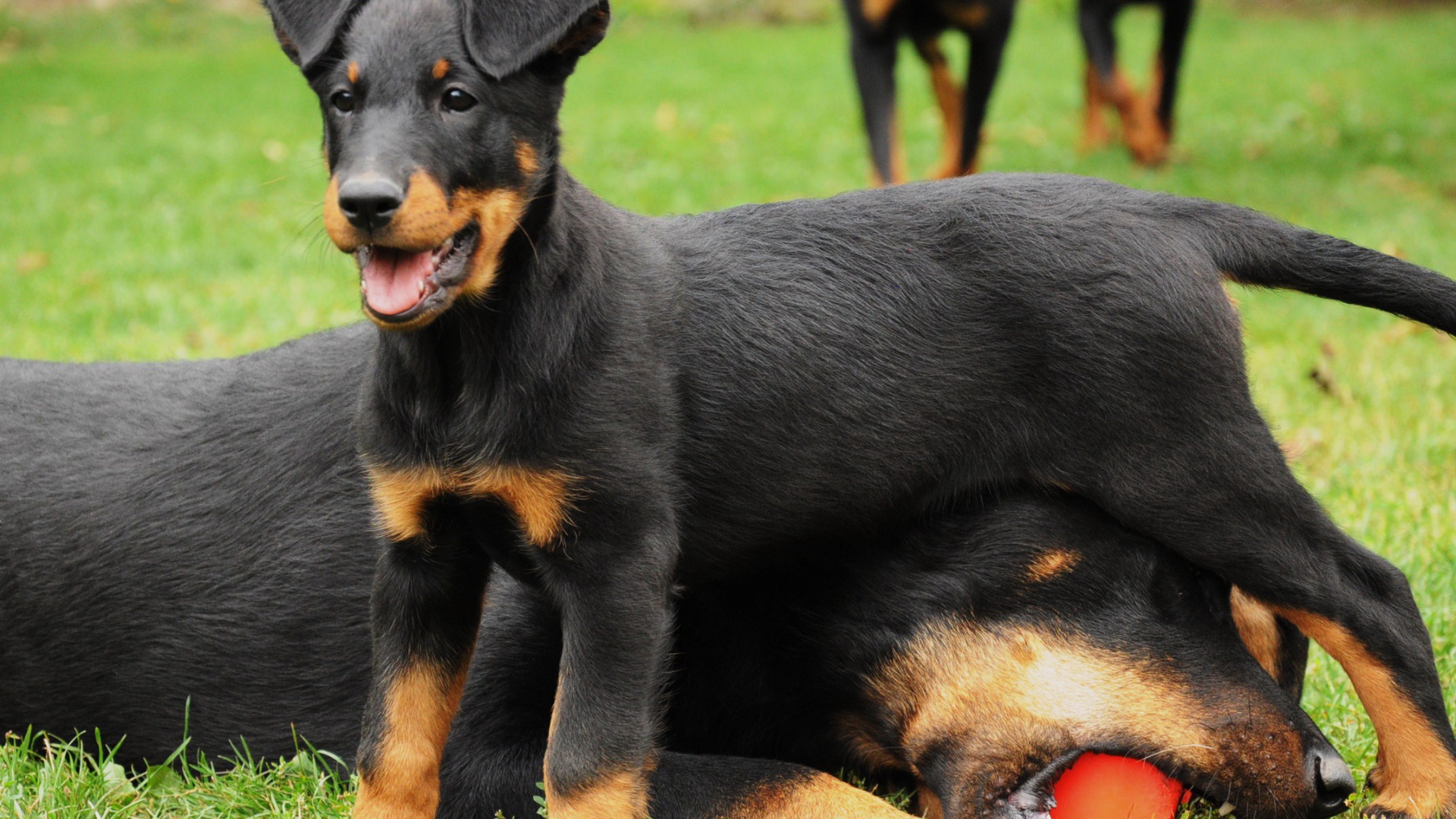 Щенок босерона и его мама