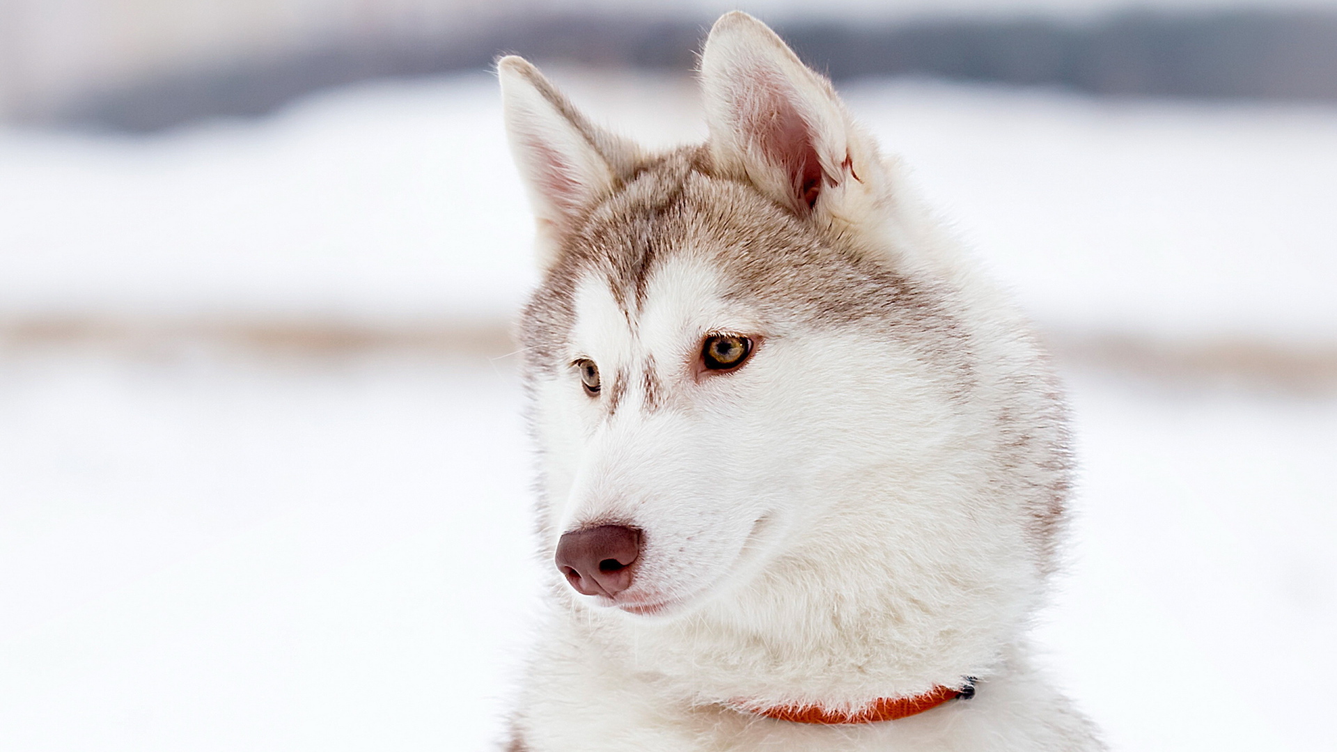 Красивый аляскинский маламут светлого окраса