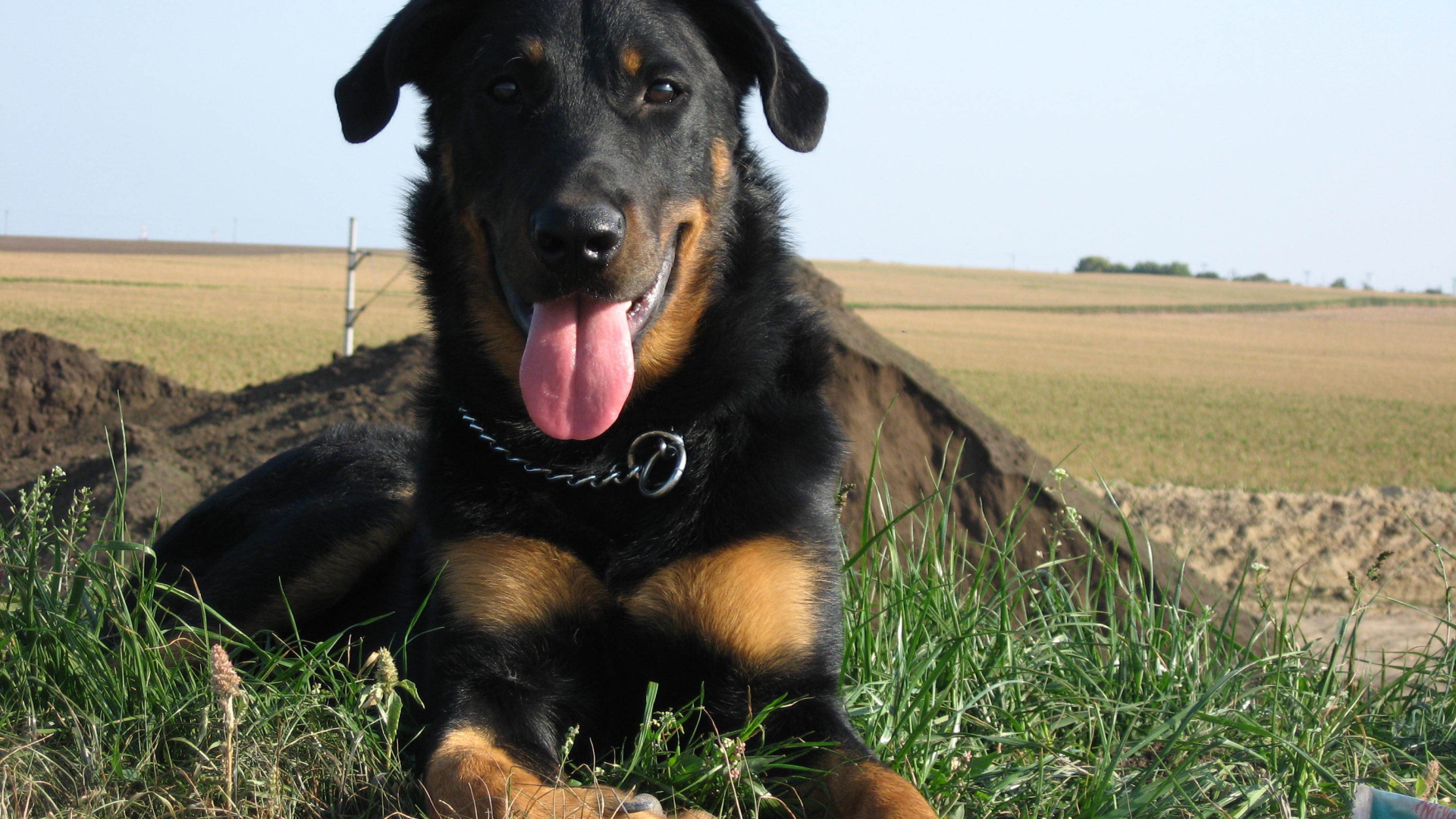 Красивый босерон лежит на фоне поля