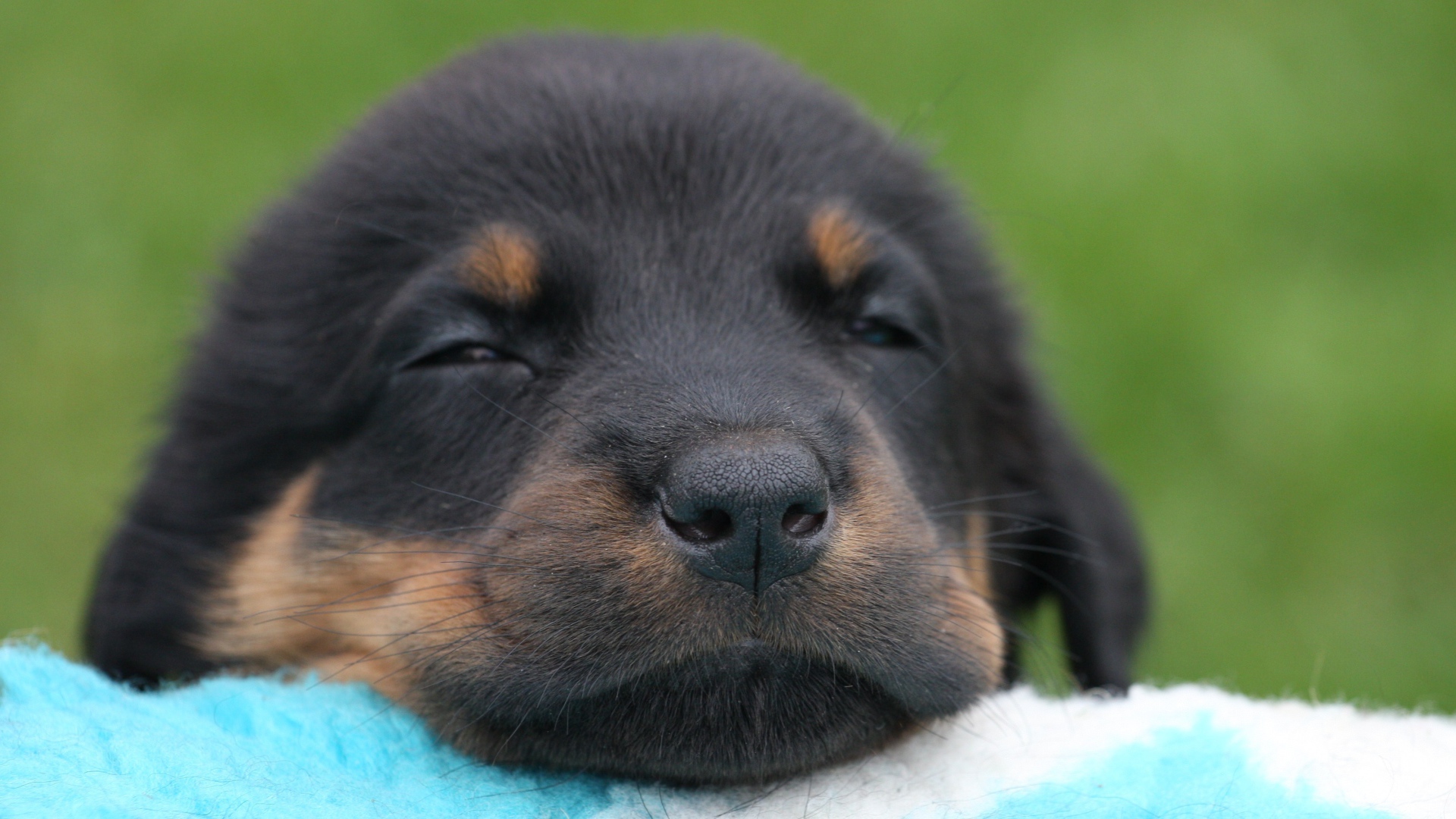 Красивый щенок босерона засыпает