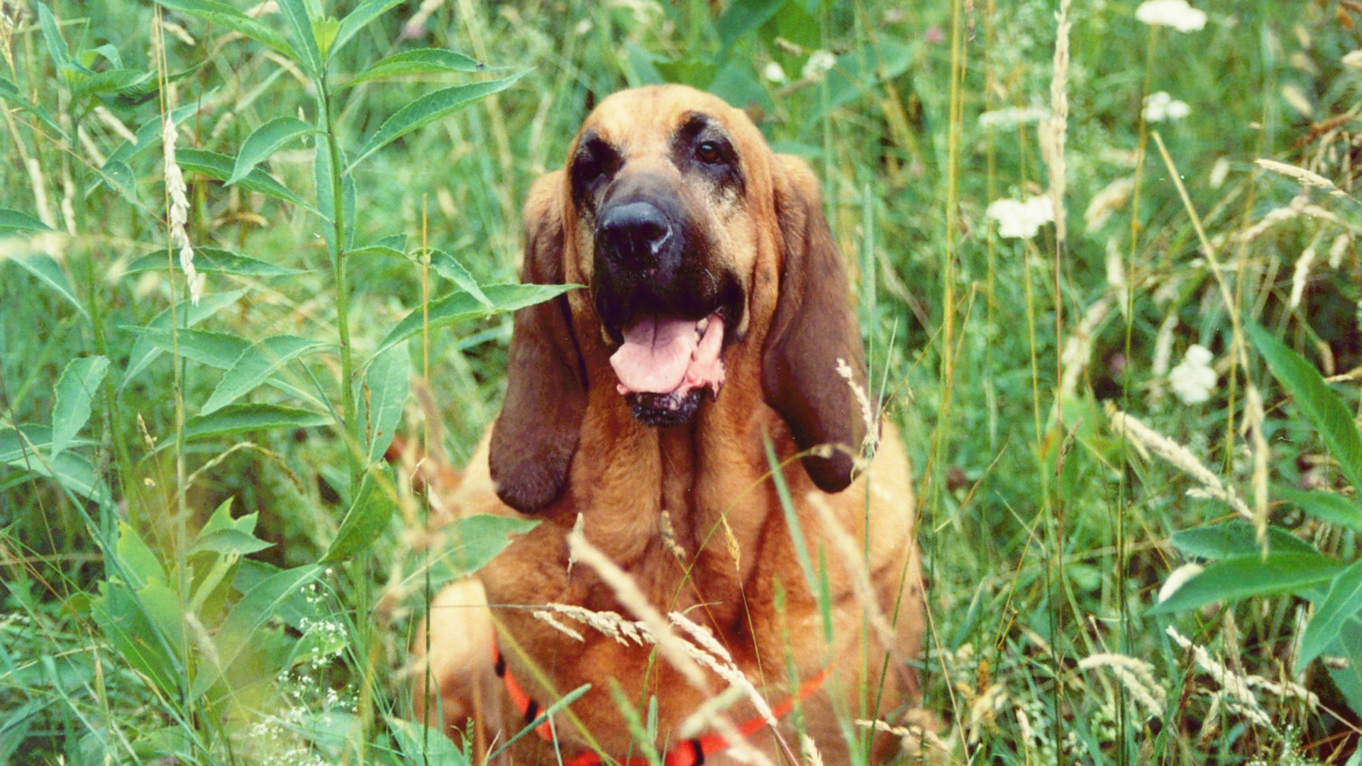 Красивый бладхаунд в высокой траве