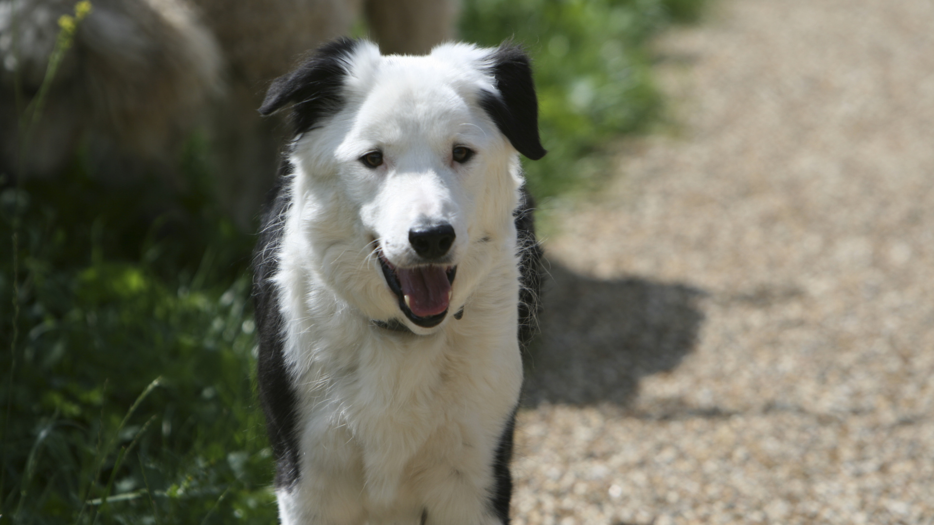 Красивая бордер-колли стоит на дороге
