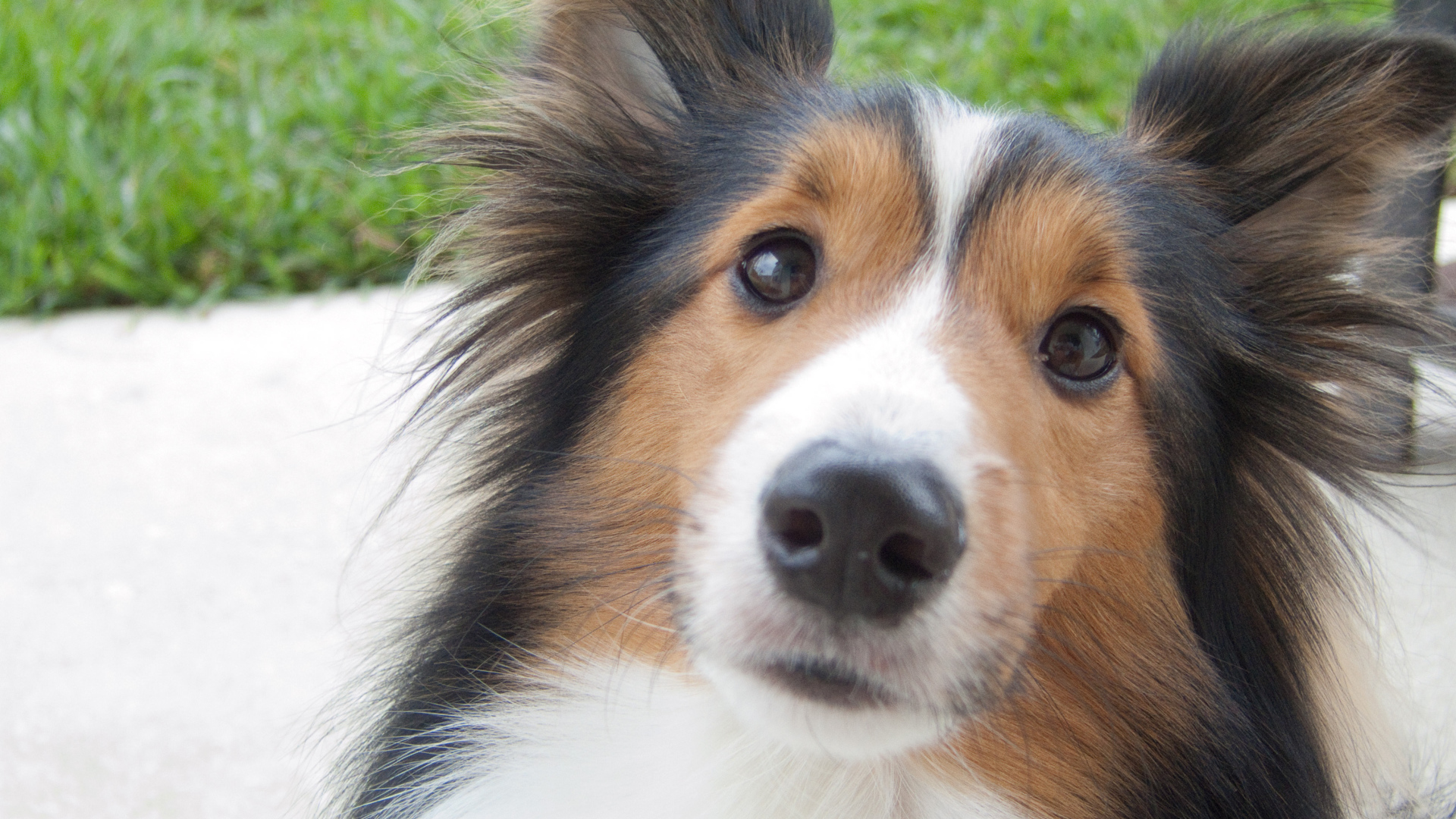 Красивая собака породы шелти